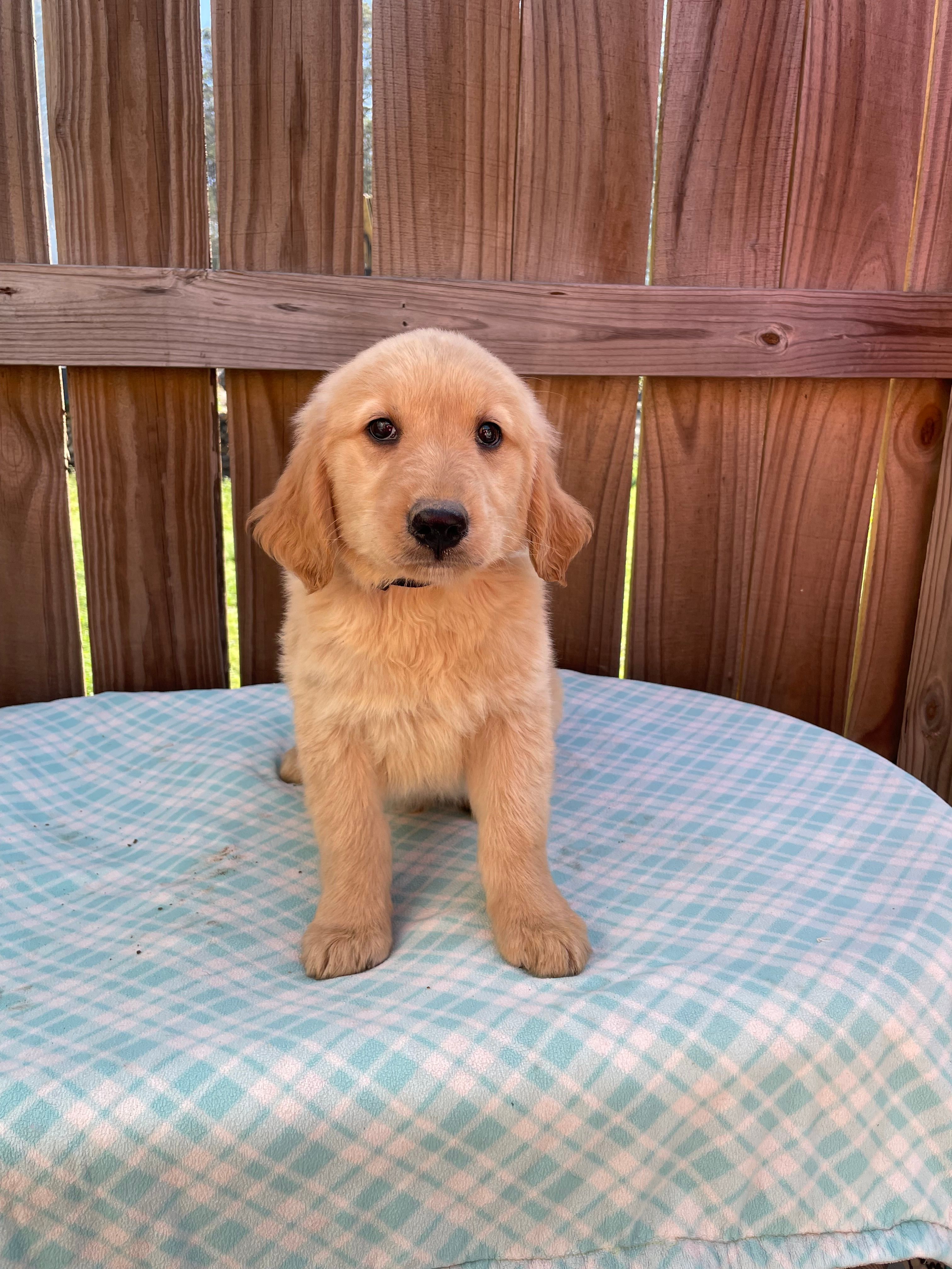 Black-Male AKC – Golden Retriever puppy for sale in Harlem, GA