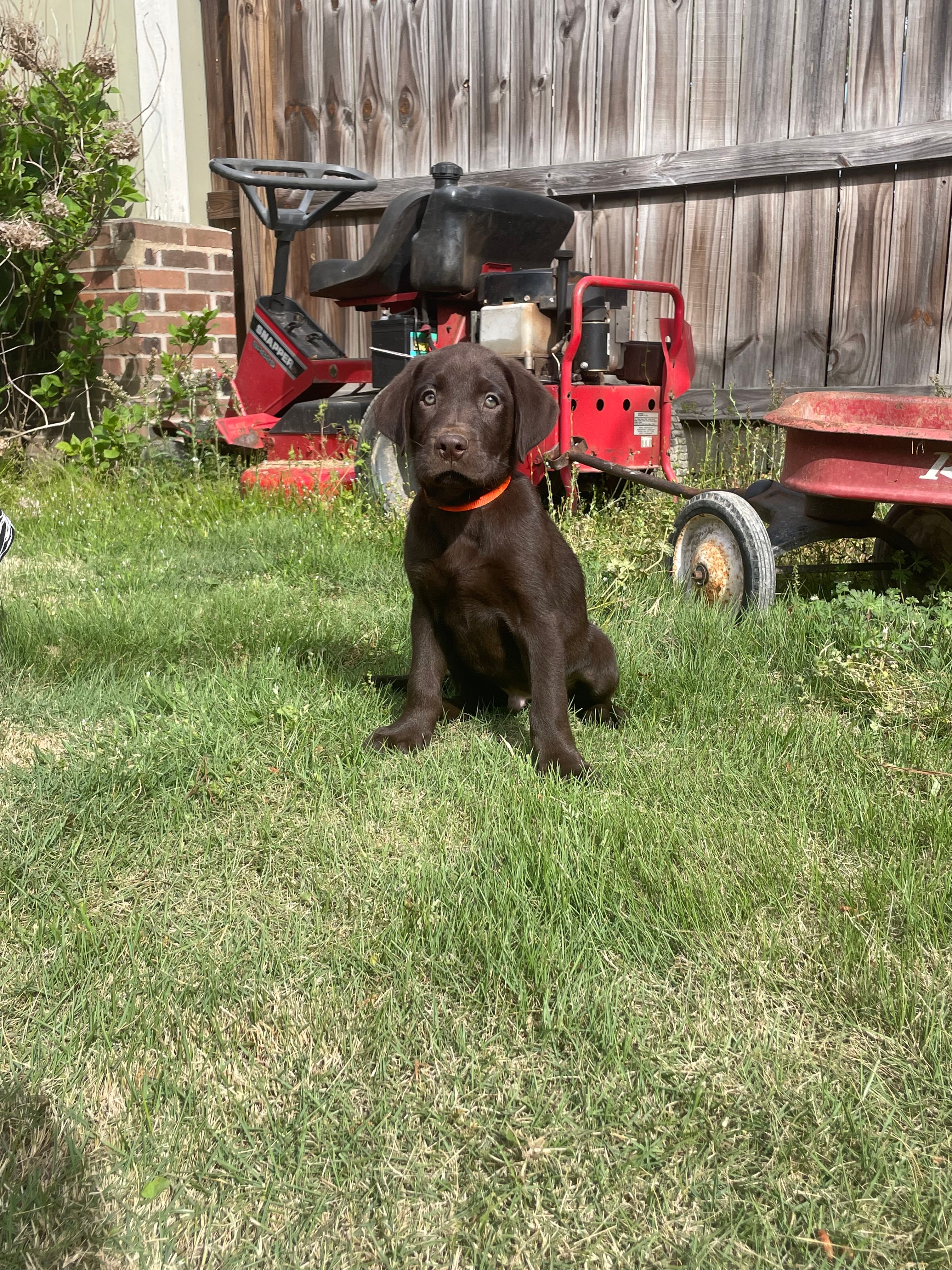 Chocolate Male-AKC(Orange) – Labrador Retriever puppy for sale in Dearing, GA