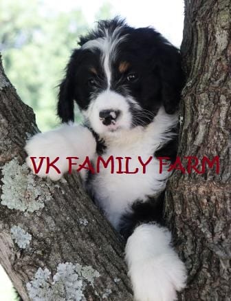 POP ROCKS – Bernedoodle puppy for sale in Martinsville, IN