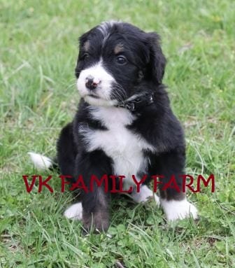 LICORICE – Bernese Mountain Dog, Poodle - Multi-Colored Standard puppy for sale in Martinsville, IN