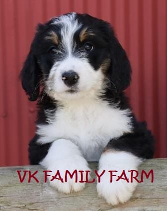 STARBURST  – Bernese Mountain Dog, Poodle - Multi-Colored Standard puppy for sale in Martinsville, IN