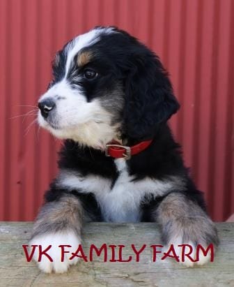 SKITTLES  – Bernese Mountain Dog, Poodle - Multi-Colored Standard puppy for sale in Martinsville, IN
