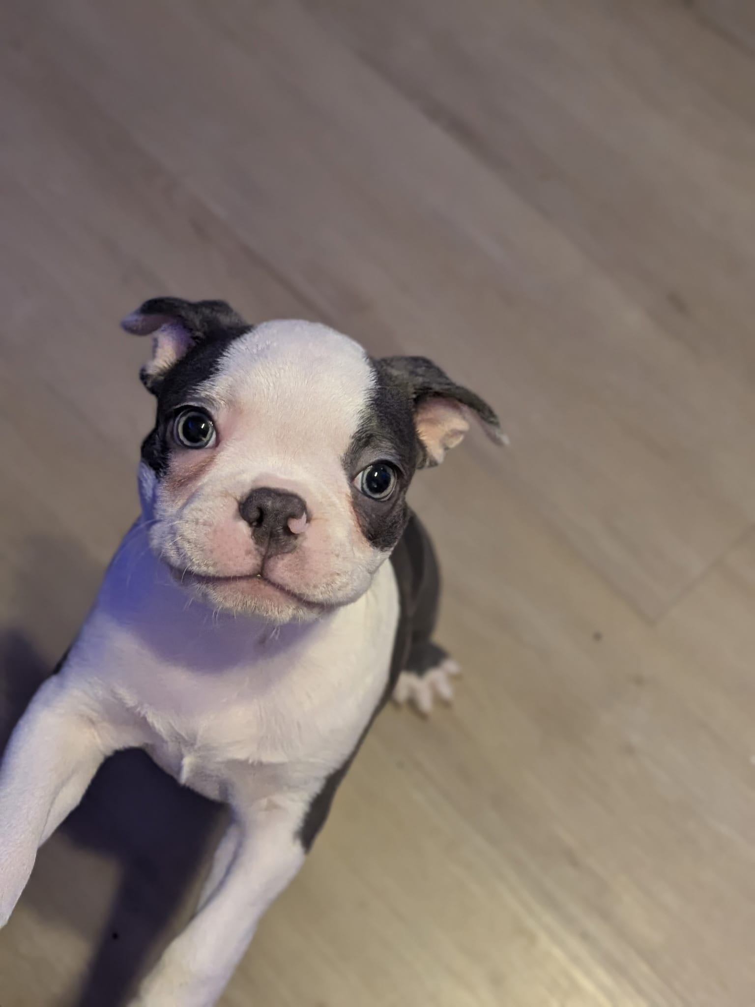 Red boy – Boston Terrier puppy for sale in Rochester, NH