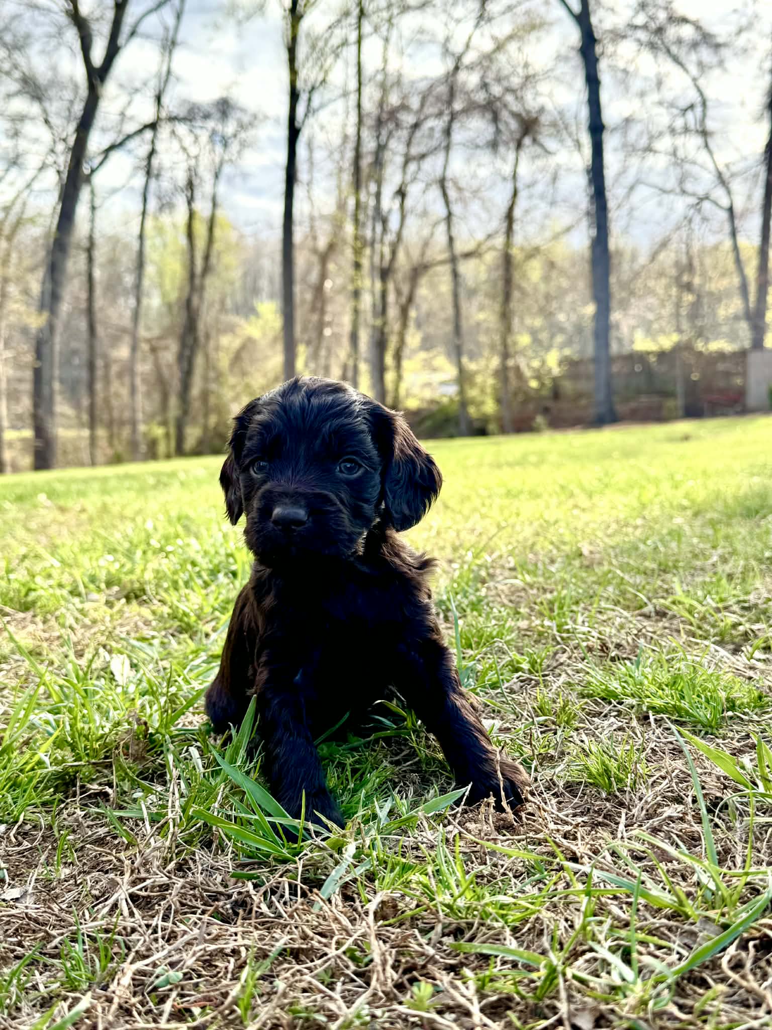 Boykin spaniel – Boykin Spaniel puppy for sale in Holden Beach, NC