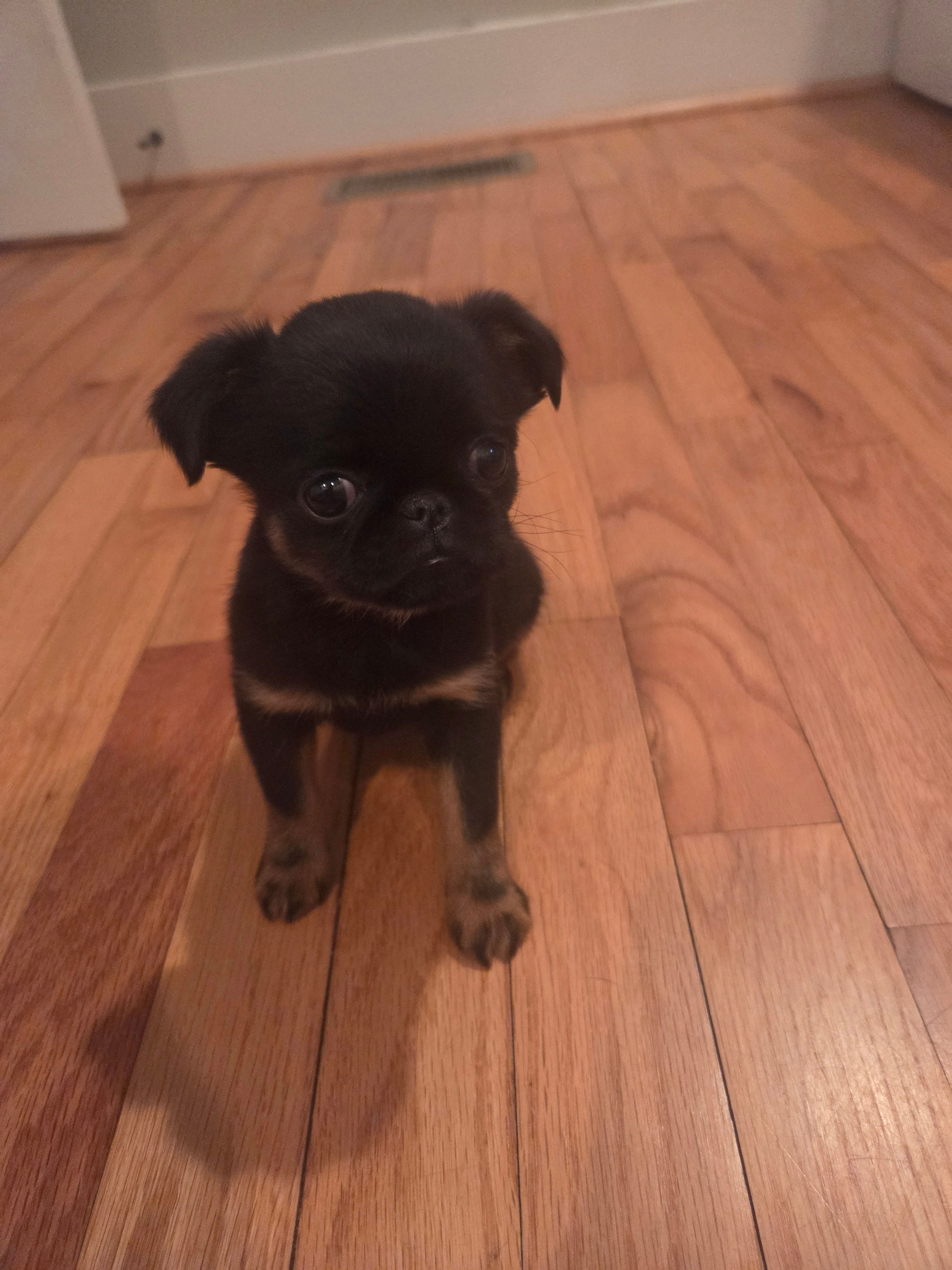 Girl 1 – Brussels Griffon puppy for sale in Wake Forest, NC