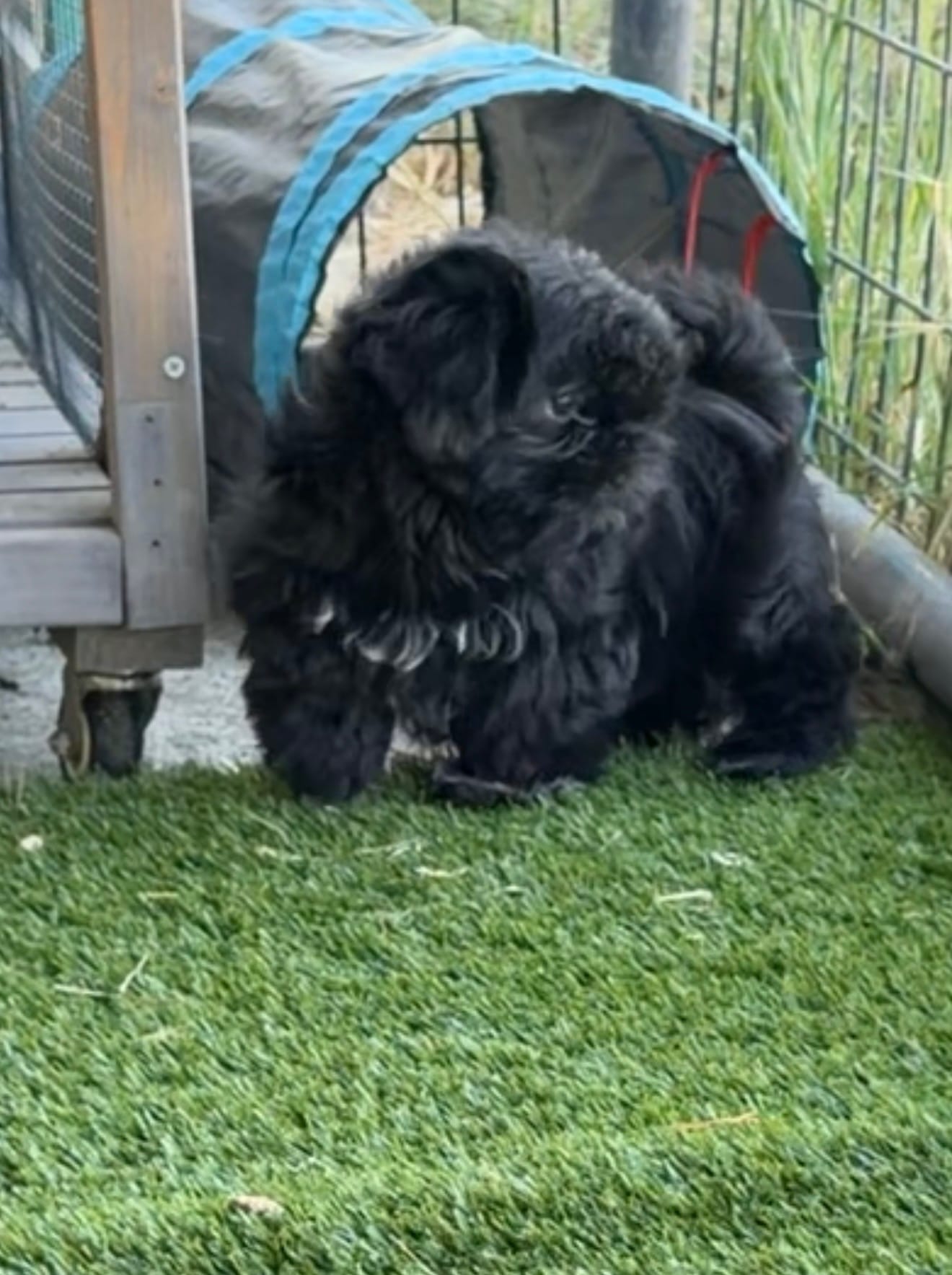 Midnight – Shih Tzu puppy for sale in Bakersfield, CA