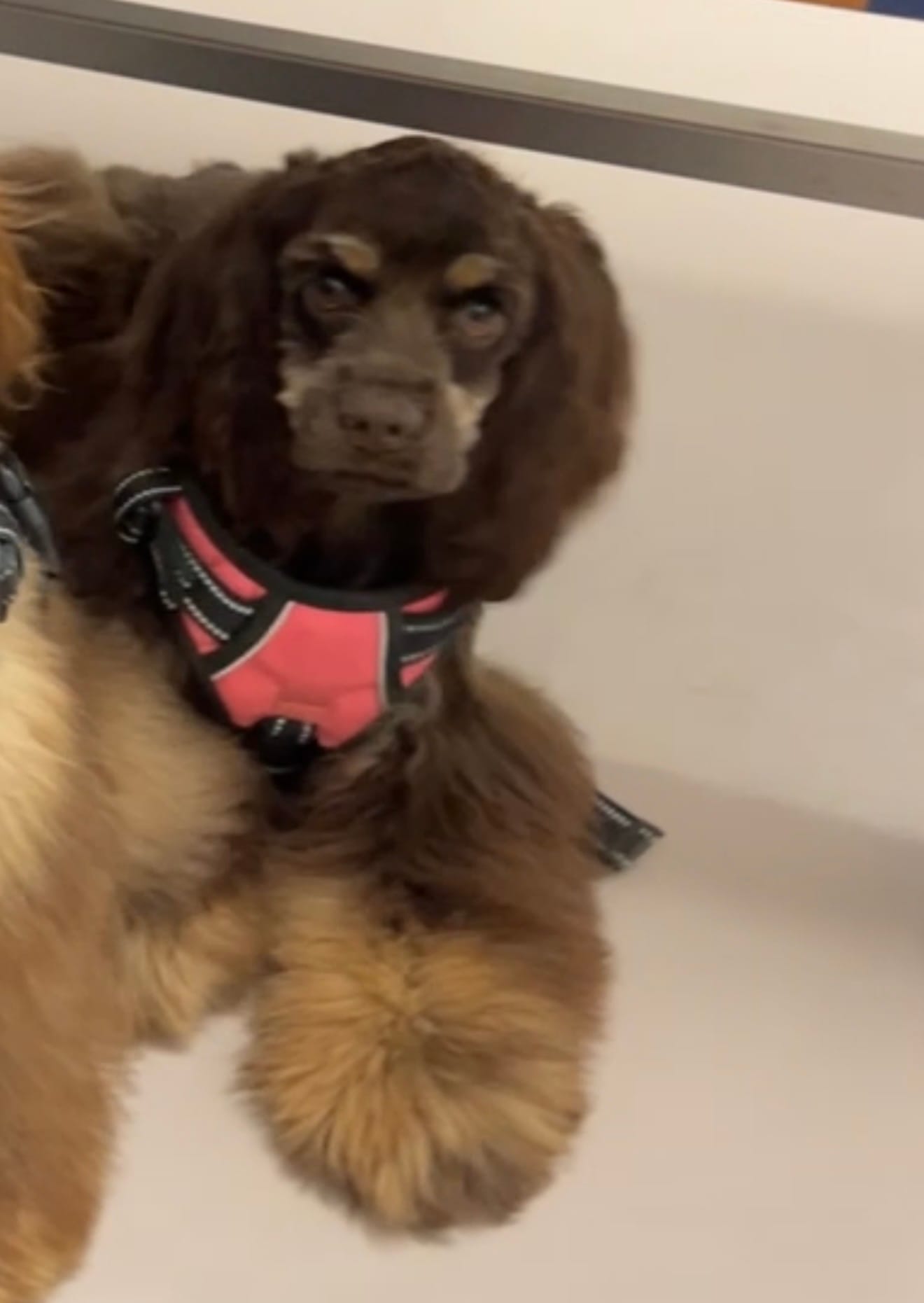Lady – Cocker Spaniel puppy for sale in Bakersfield, CA