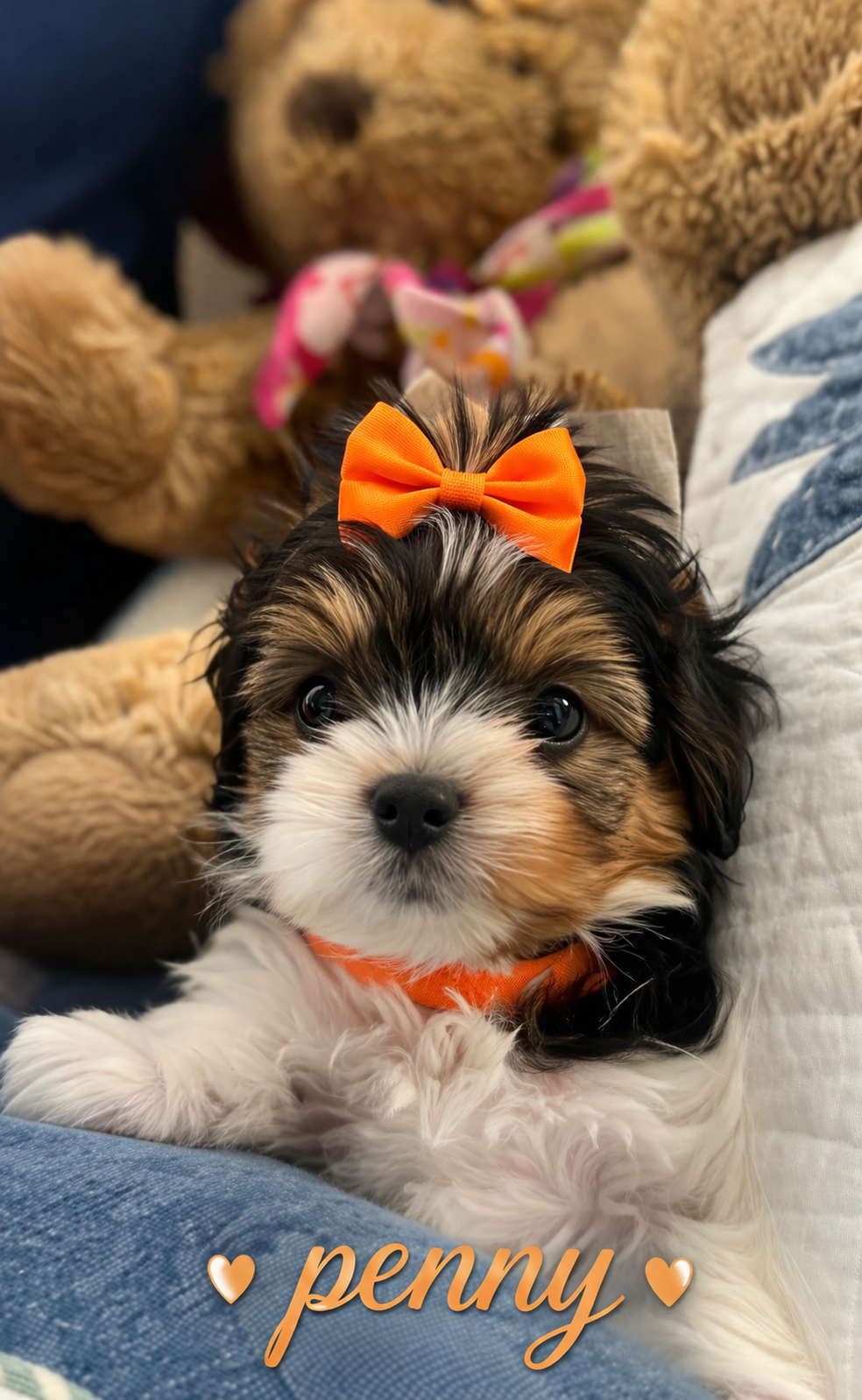 Penny – Biewer puppy for sale in Concord, CA