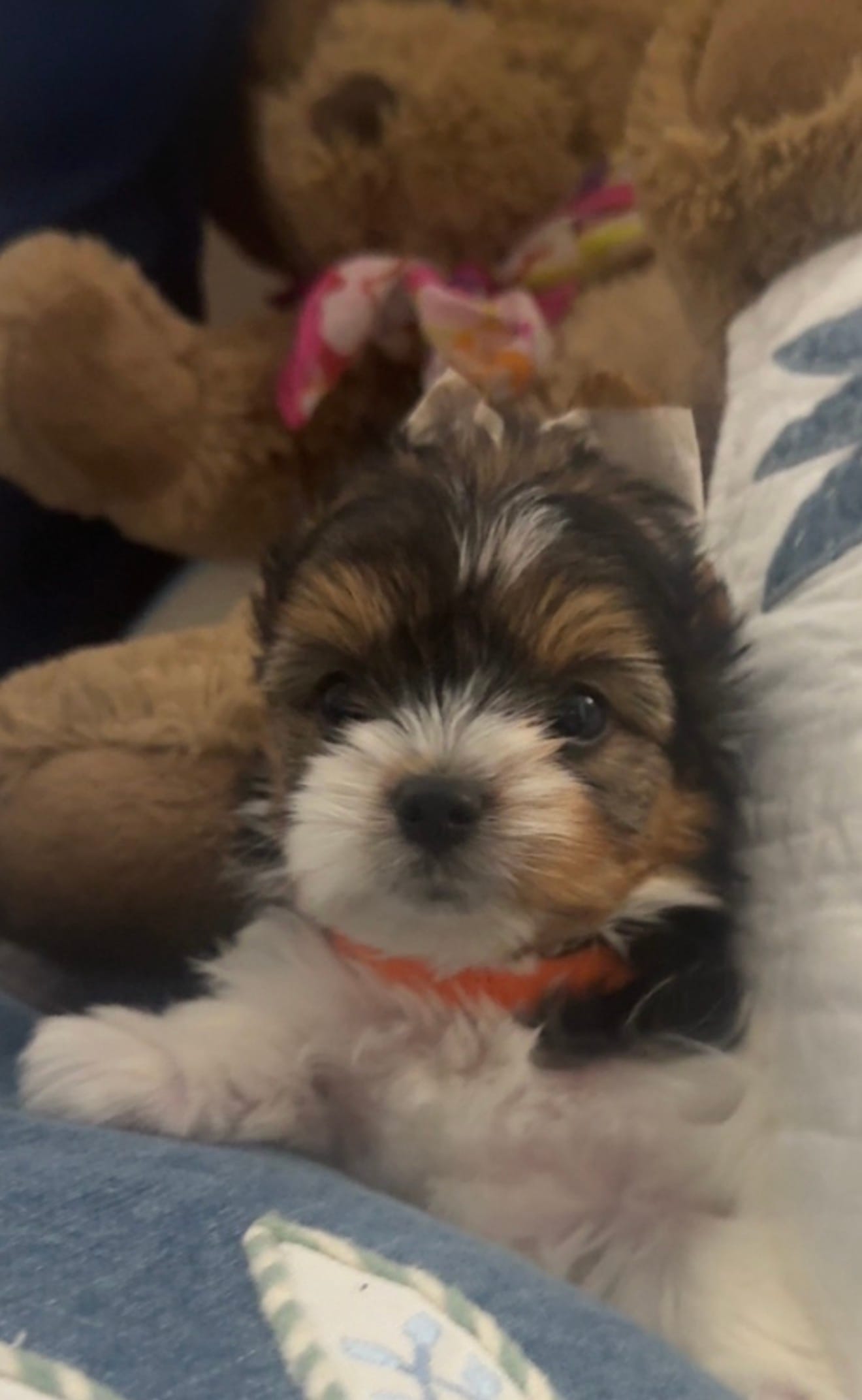 Penny – Biewer puppy for sale in Concord, CA