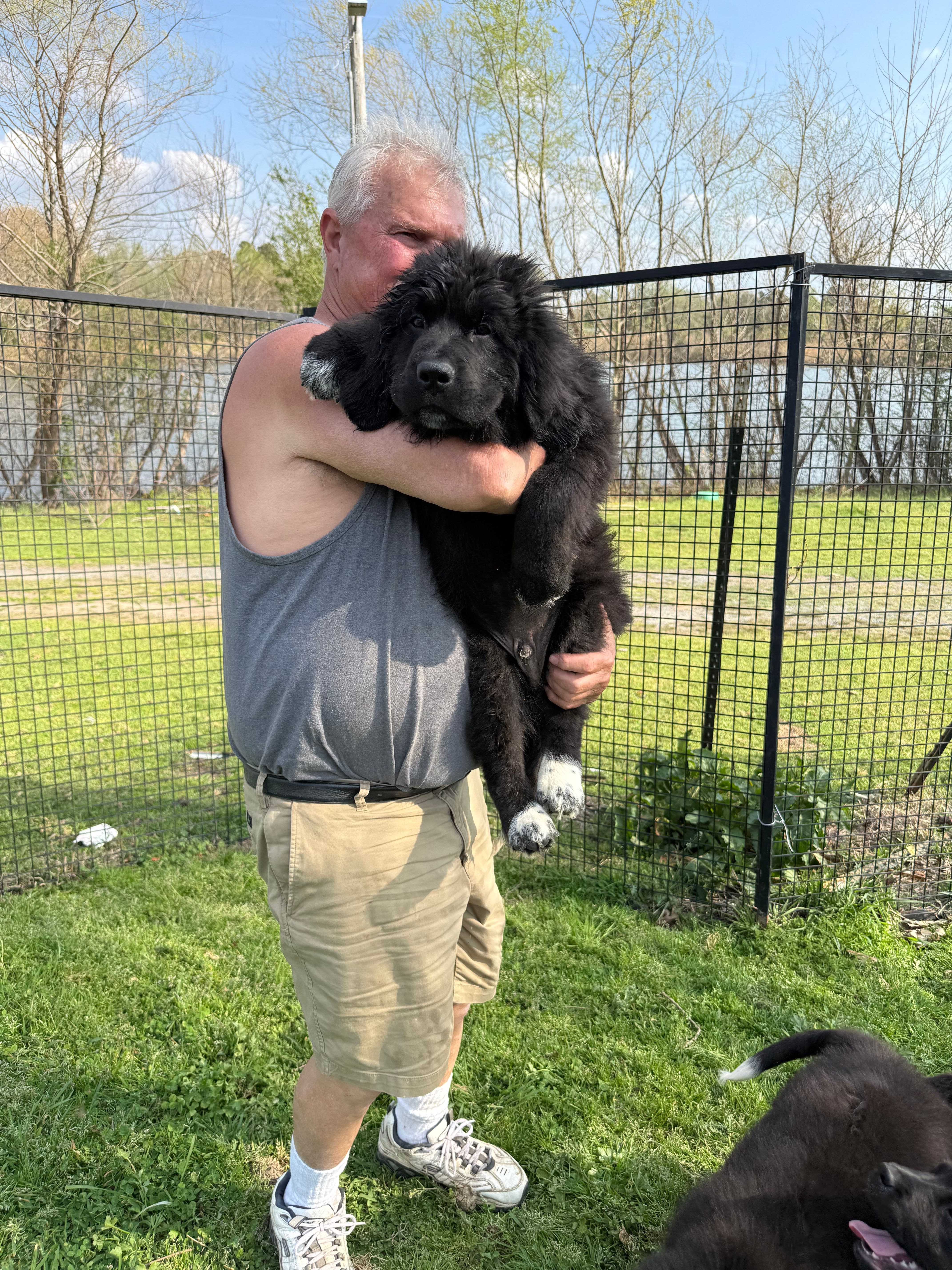 Slyder  – Newfoundland puppy for sale in Troy, NC