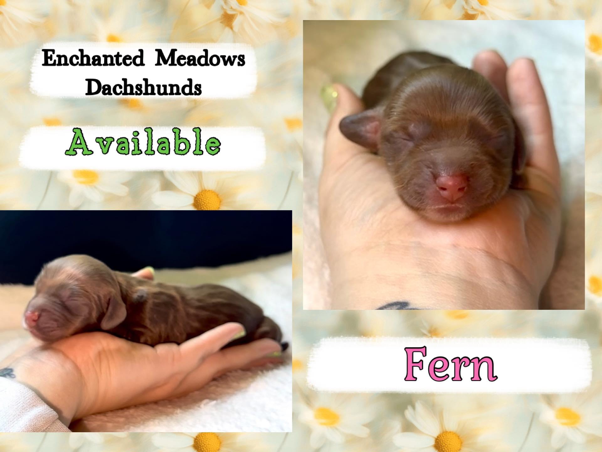 Fern – Miniature Dachshund puppy for sale in Chaumont, NY