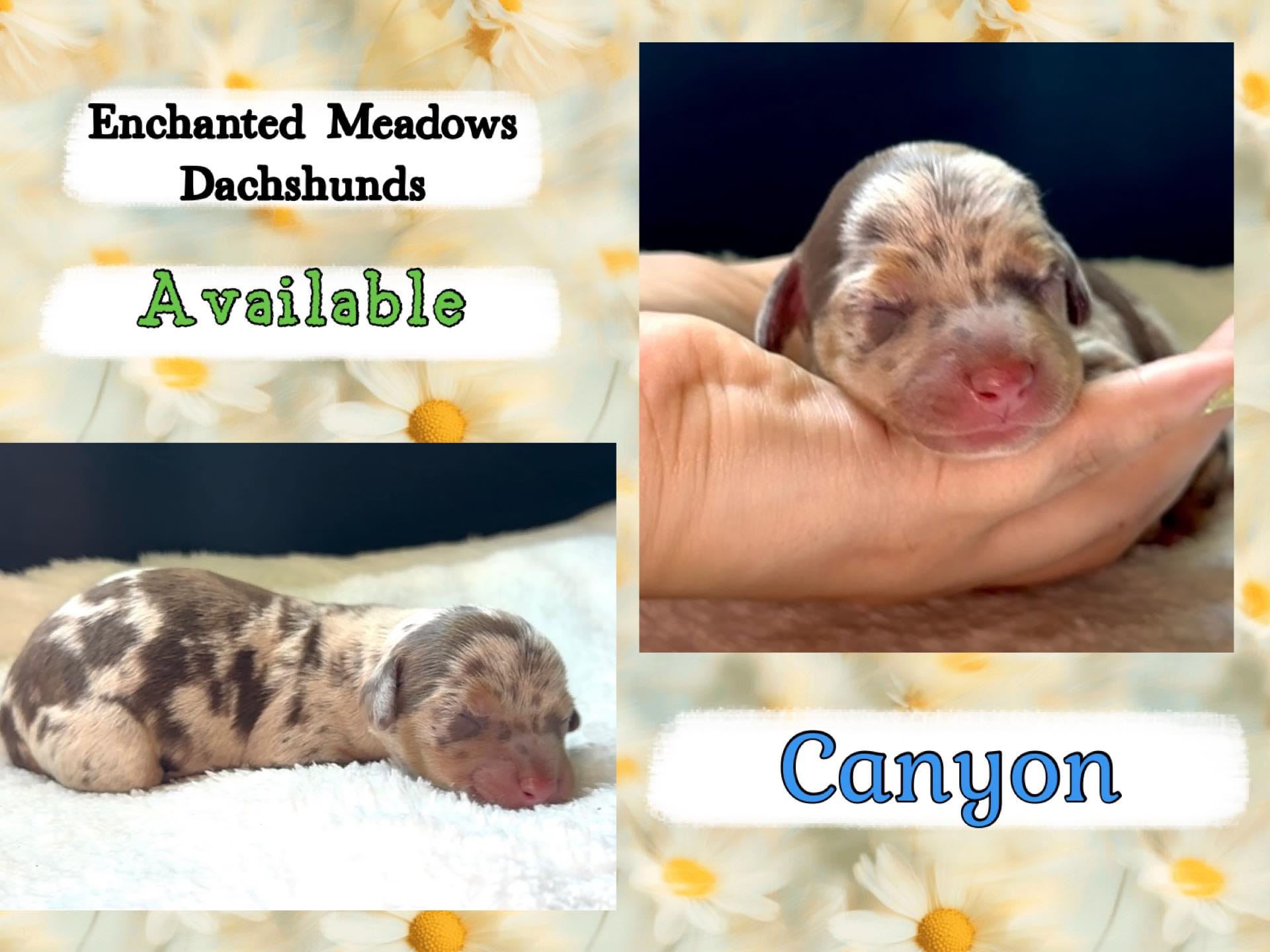 Canyon – Miniature Dachshund puppy for sale in Chaumont, NY