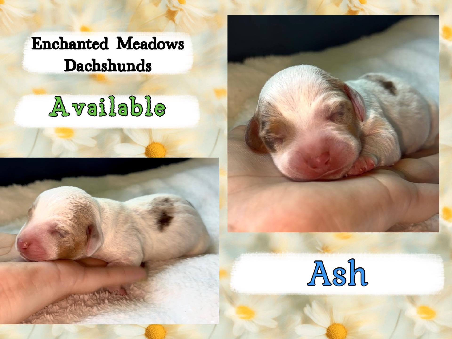 Ash – Miniature Dachshund puppy for sale in Chaumont, NY