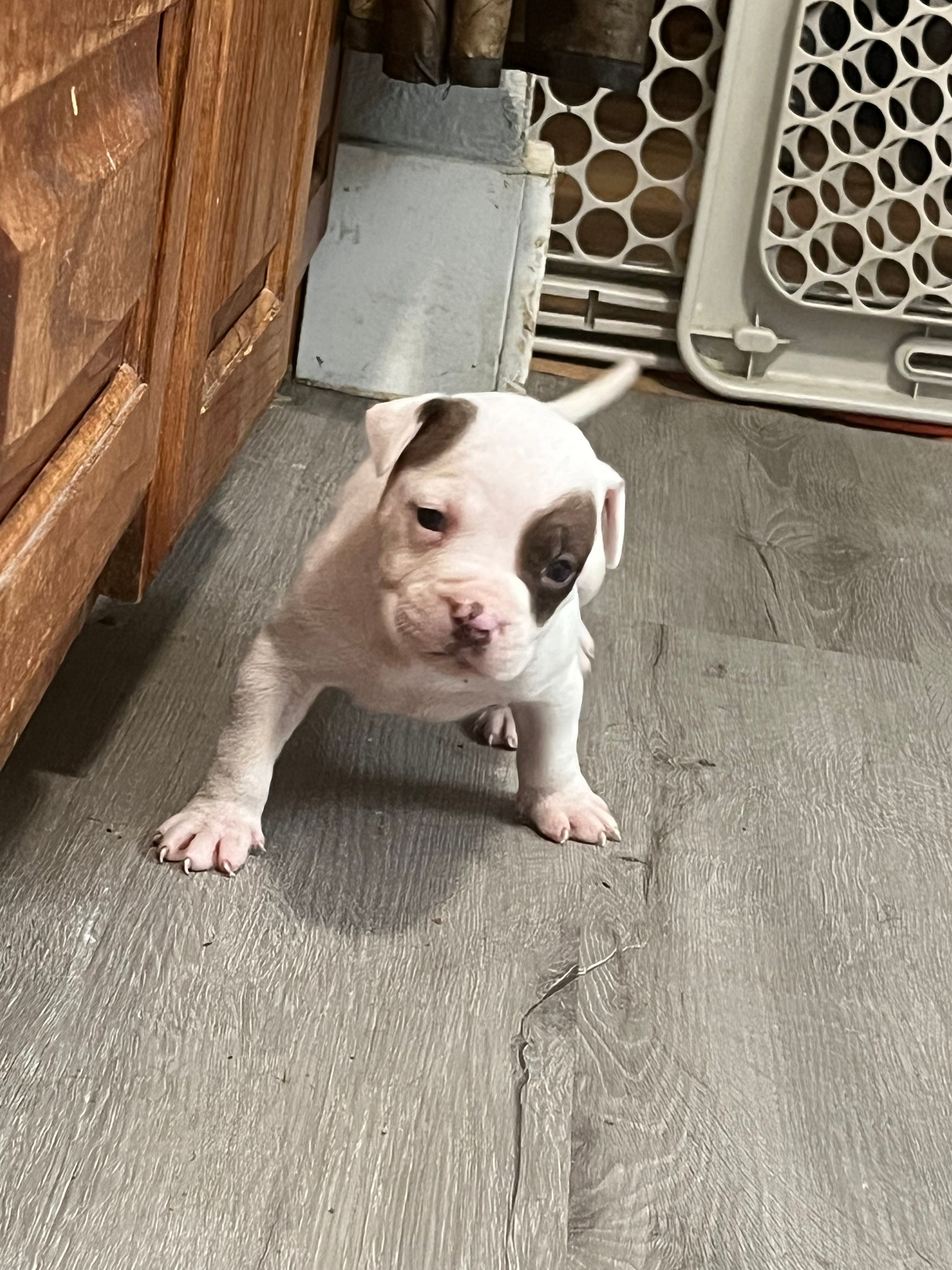 ⚓ Popeye 🛟 – American Bully puppy for sale in Ovilla, TX