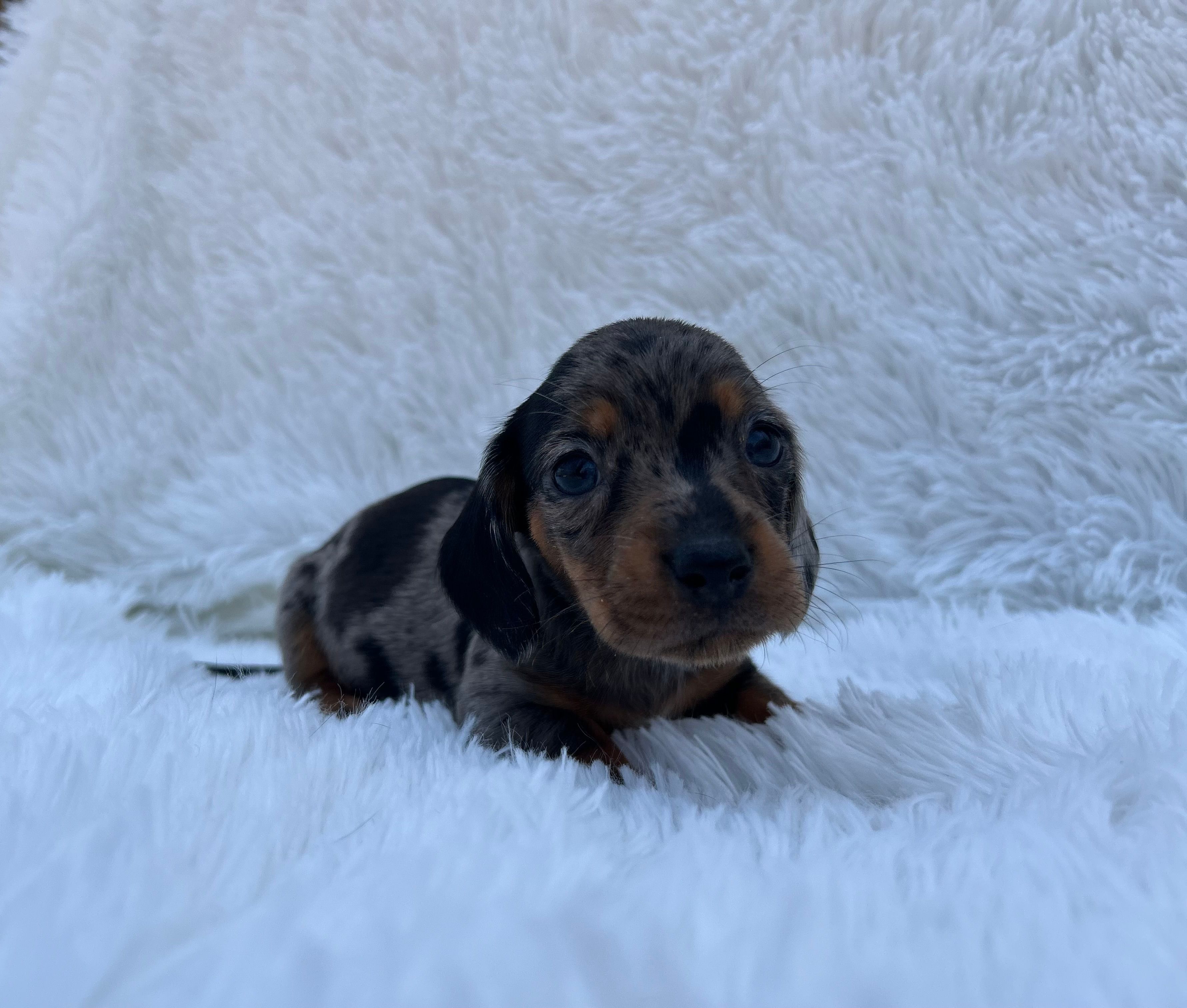 Sterling  – Miniature Dachshund puppy for sale in Roanoke, VA