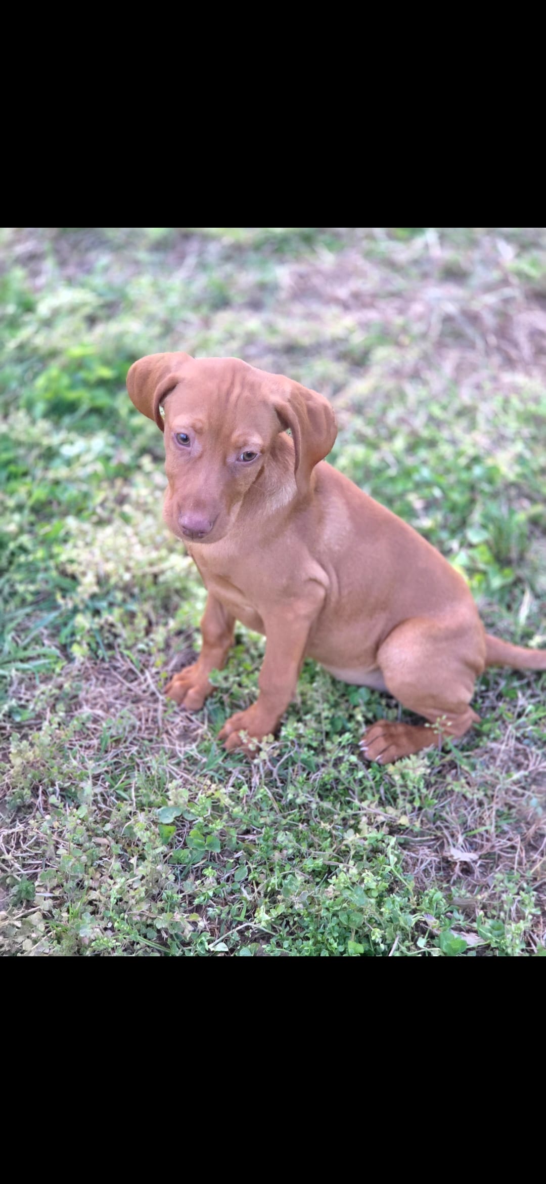 Little Rosie – Vizsla puppy for sale in Roanoke, VA