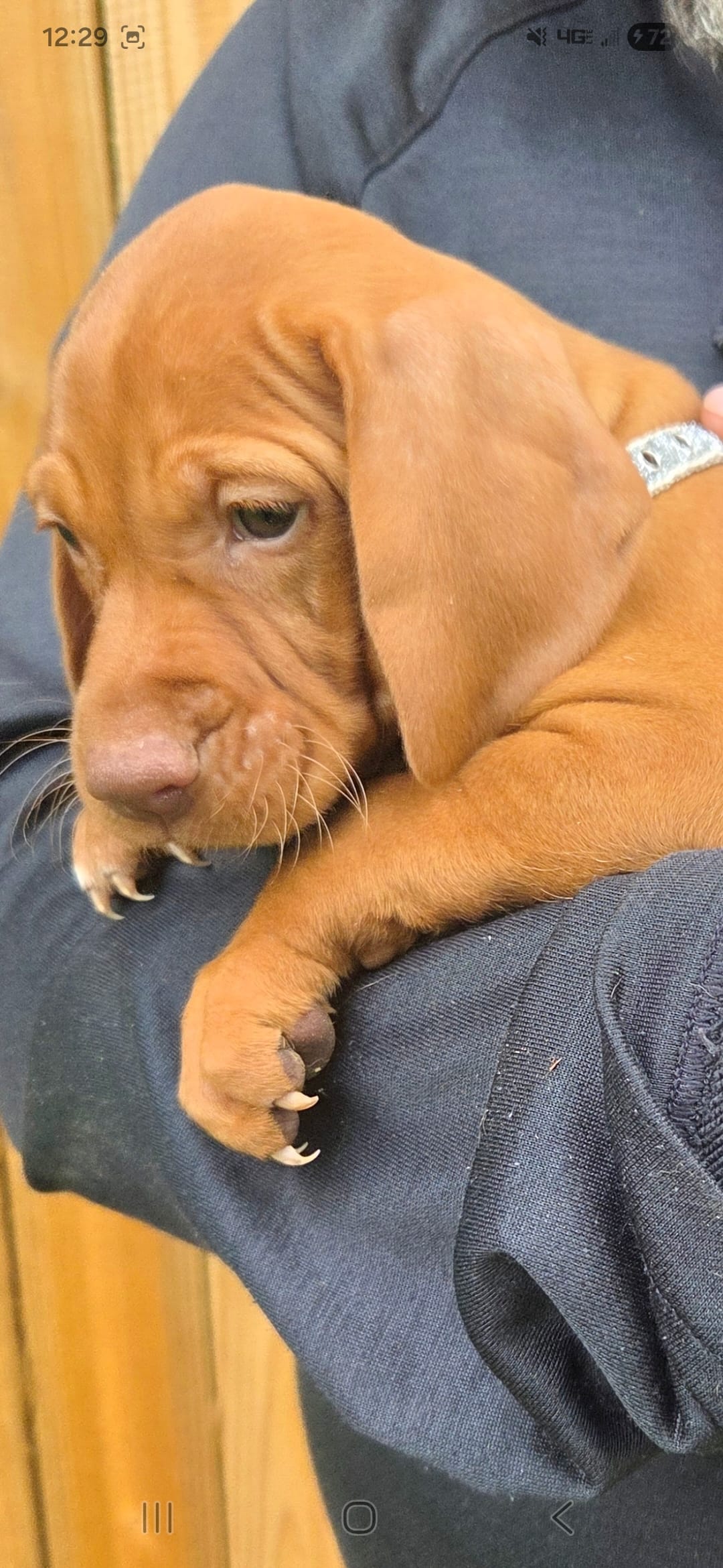 Female #2 – Vizsla puppy for sale in Roanoke, VA