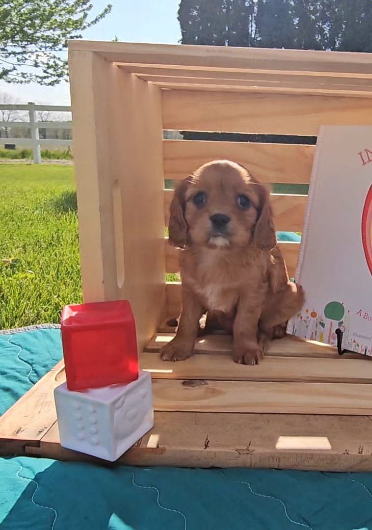 Mildred – Cavalier King Charles Spaniel puppy for sale in Wolcottville, IN