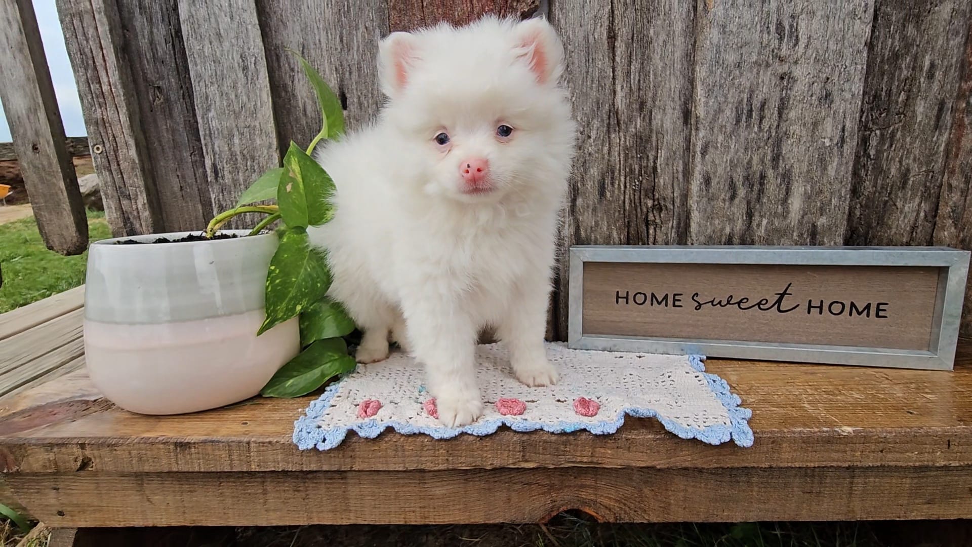 Pixie – Pomeranian puppy for sale in Wolcottville, IN