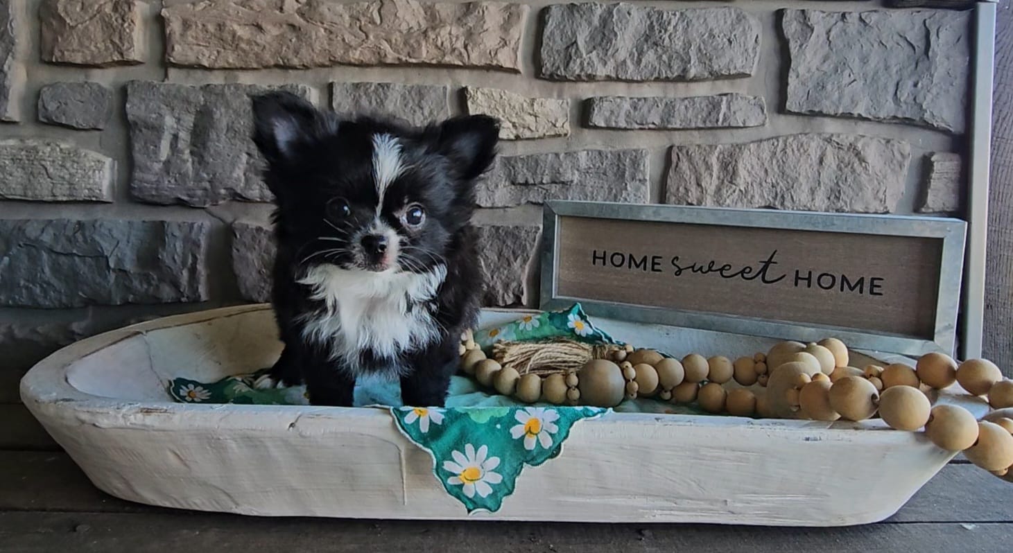 Milo – Chihuahua puppy for sale in Wolcottville, IN