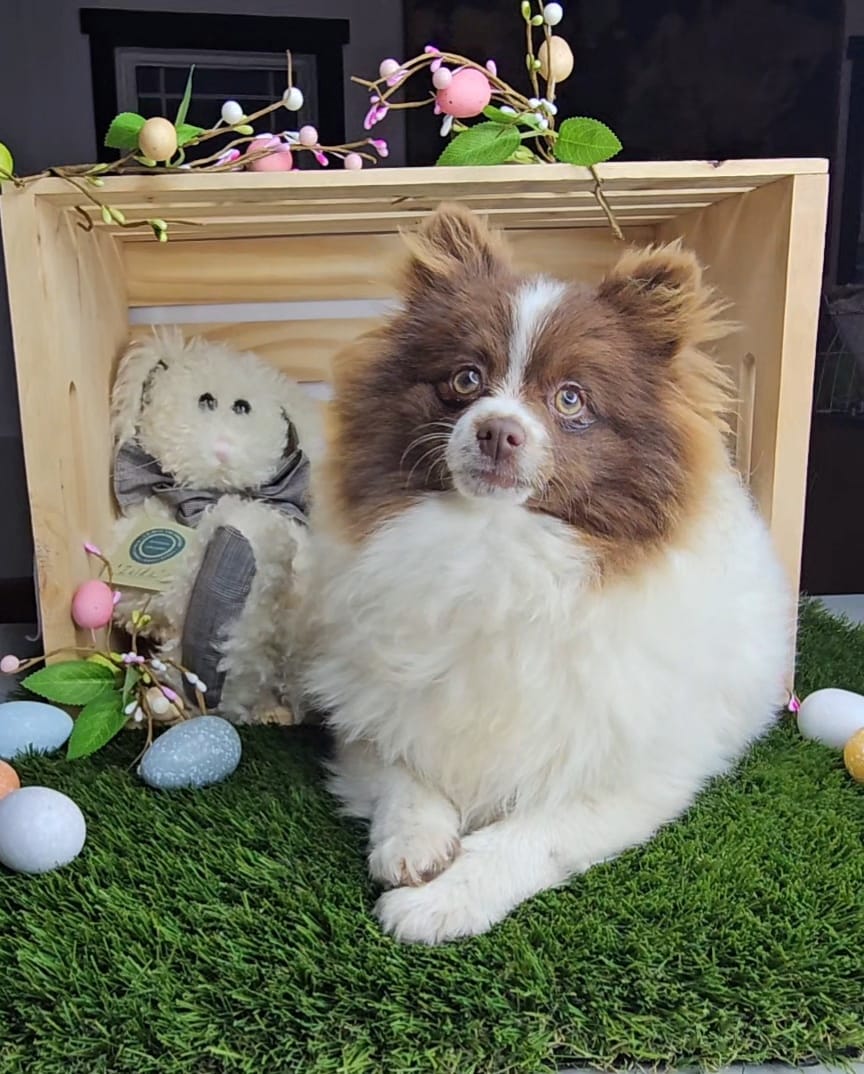 Lucy – Pomeranian puppy for sale in Wolcottville, IN