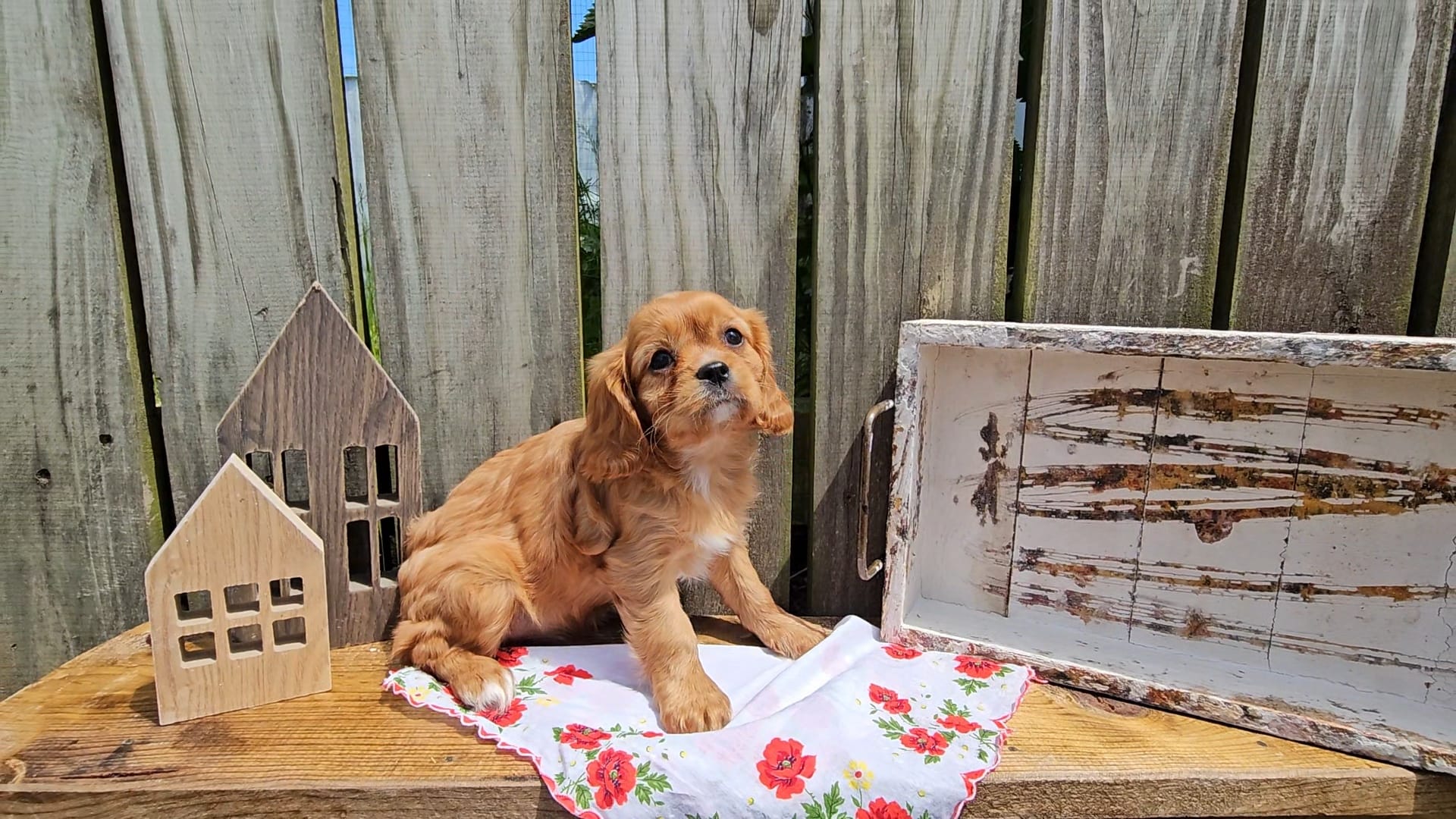 Mildred – Cavalier King Charles Spaniel puppy for sale in Wolcottville, IN