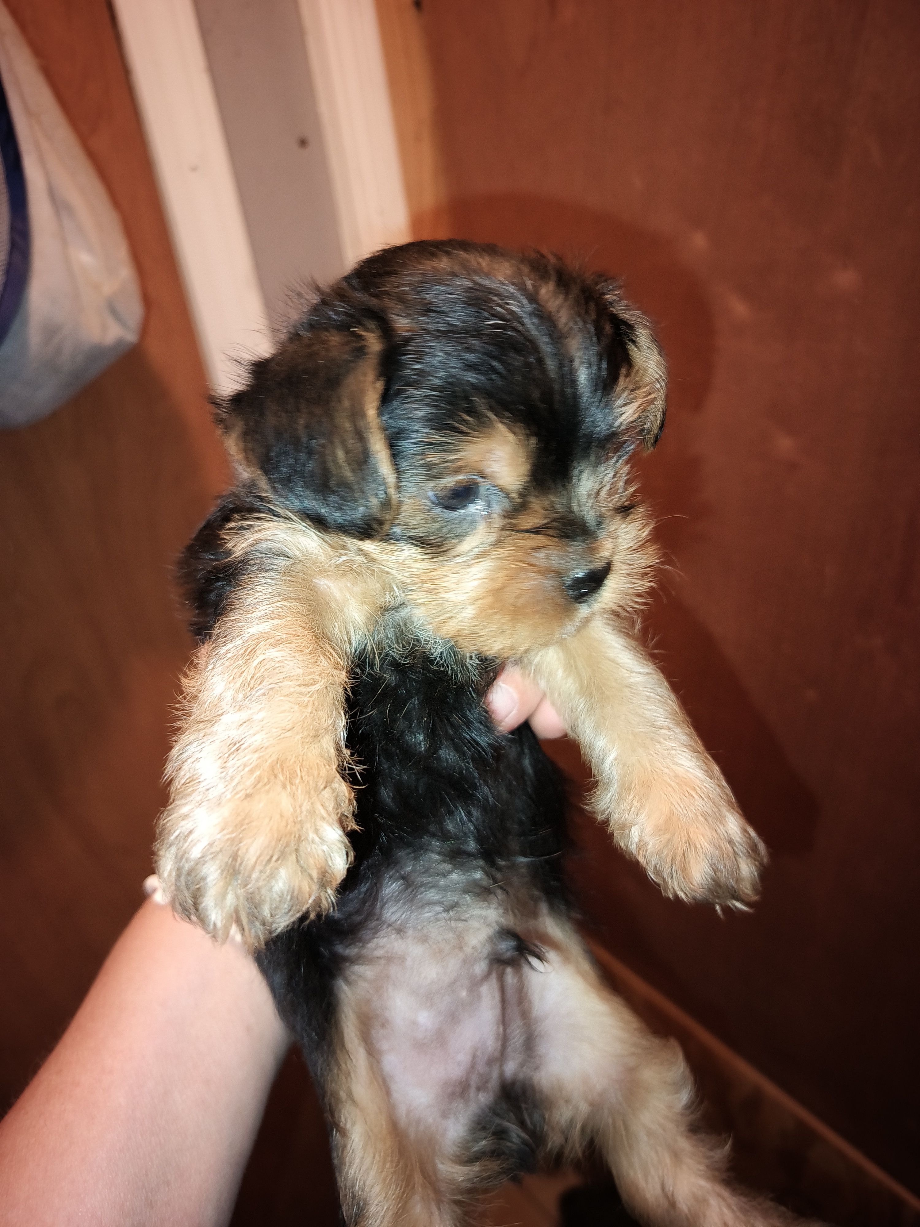 Boy 3 – Yorkshire Terrier puppy for sale in Linden, NC