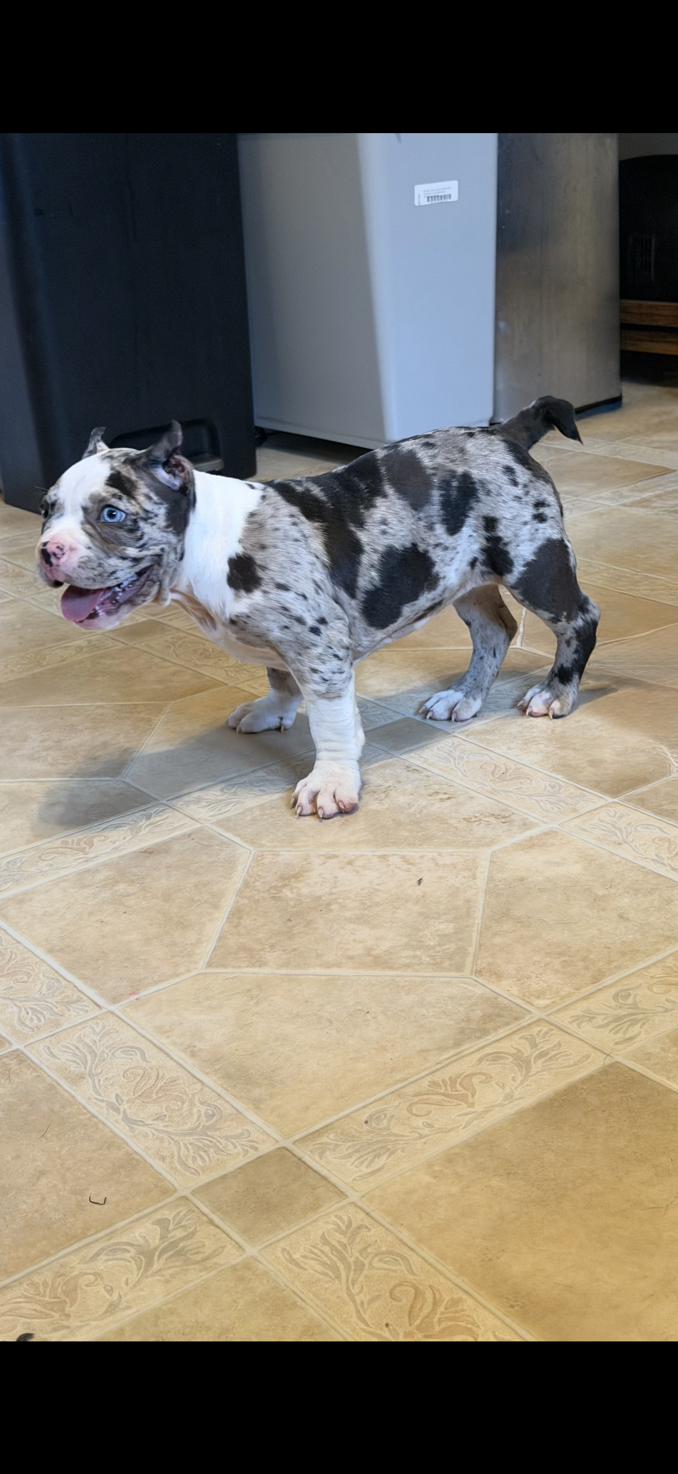Puppy – American Bully puppy for sale in Crown Point, IN