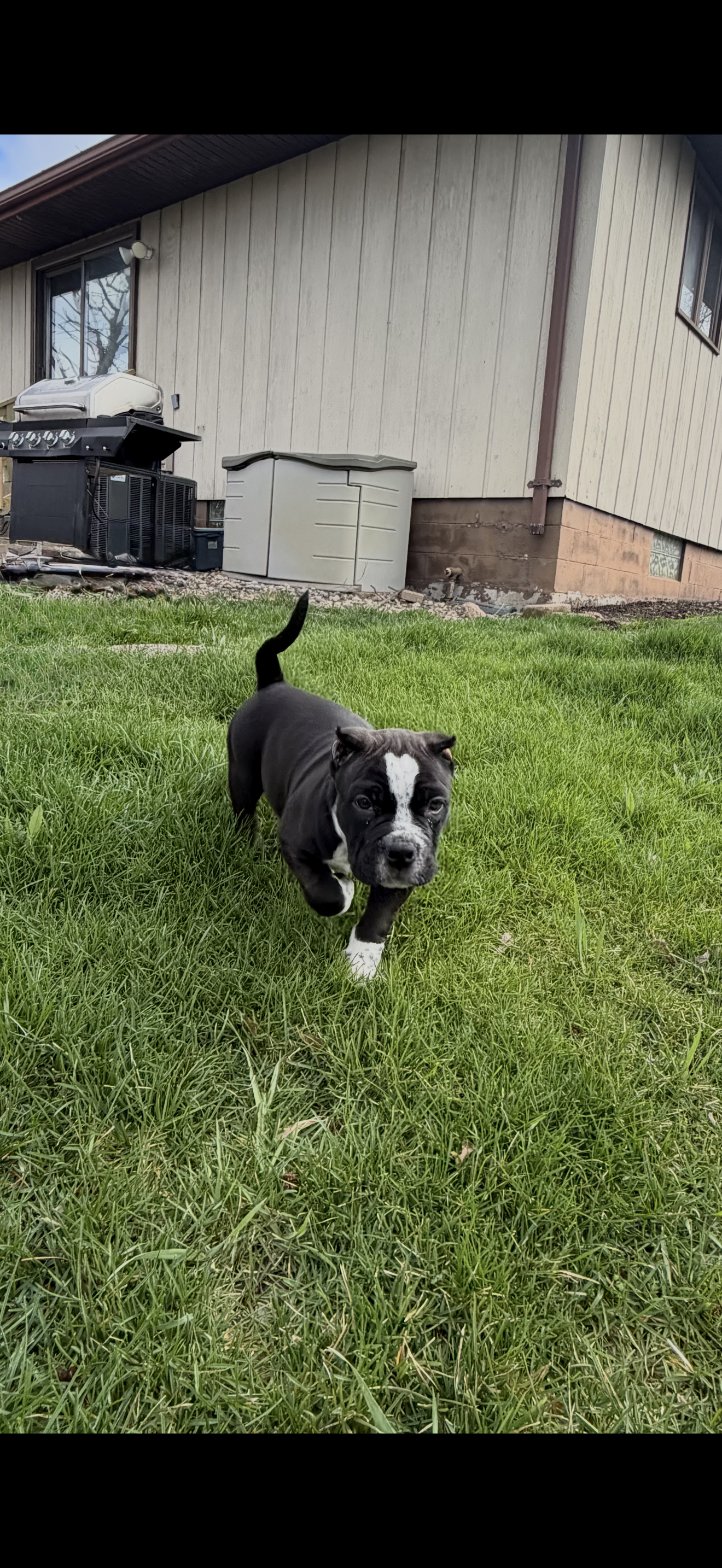 Puppy – American Bully puppy for sale in Crown Point, IN