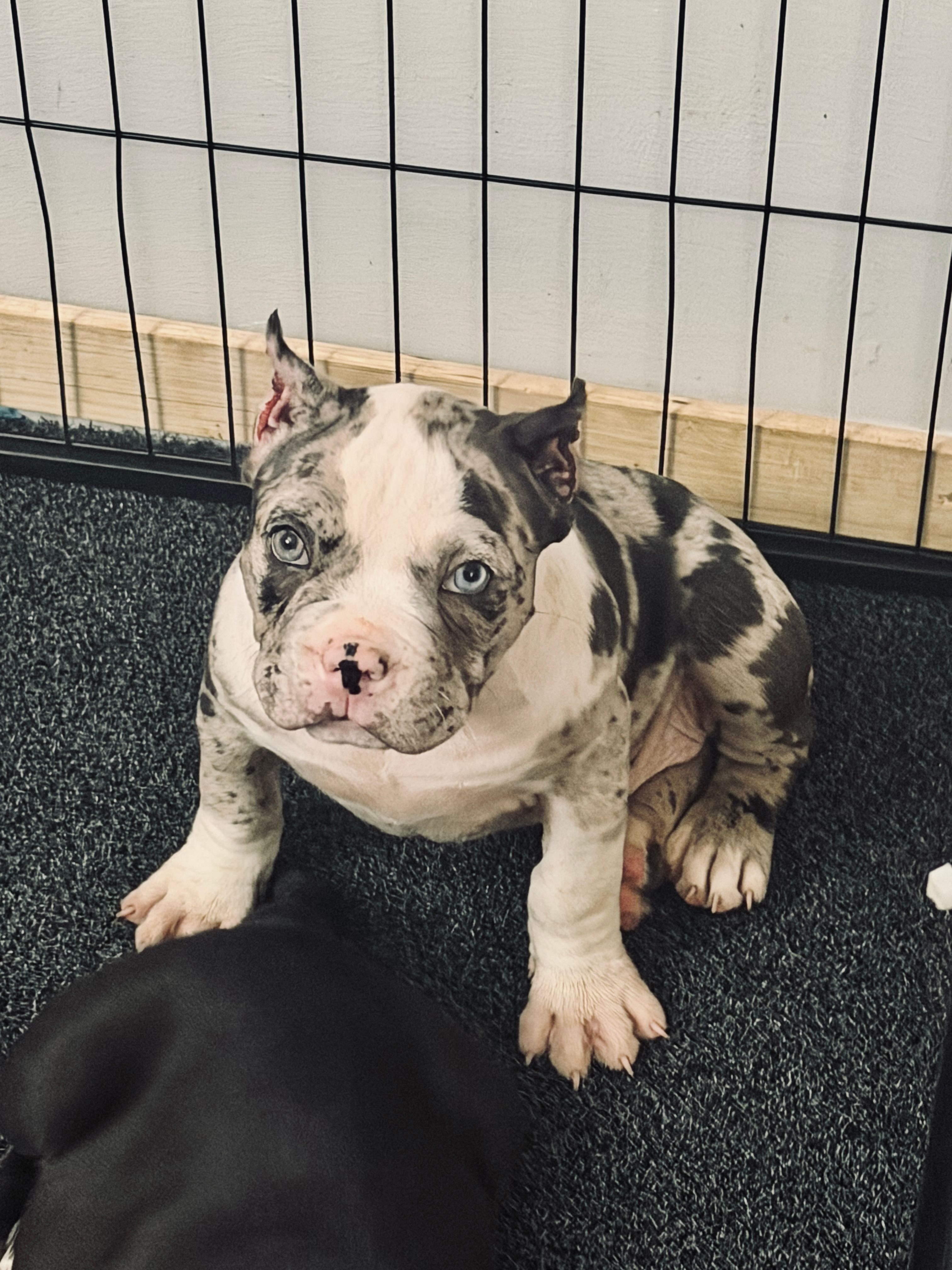 Puppy – American Bully puppy for sale in Crown Point, IN