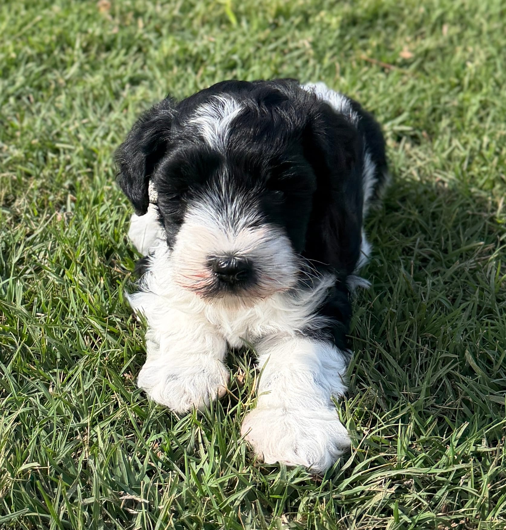 Rowdy – Miniature Schnauzer puppy for sale in Comanche, OK