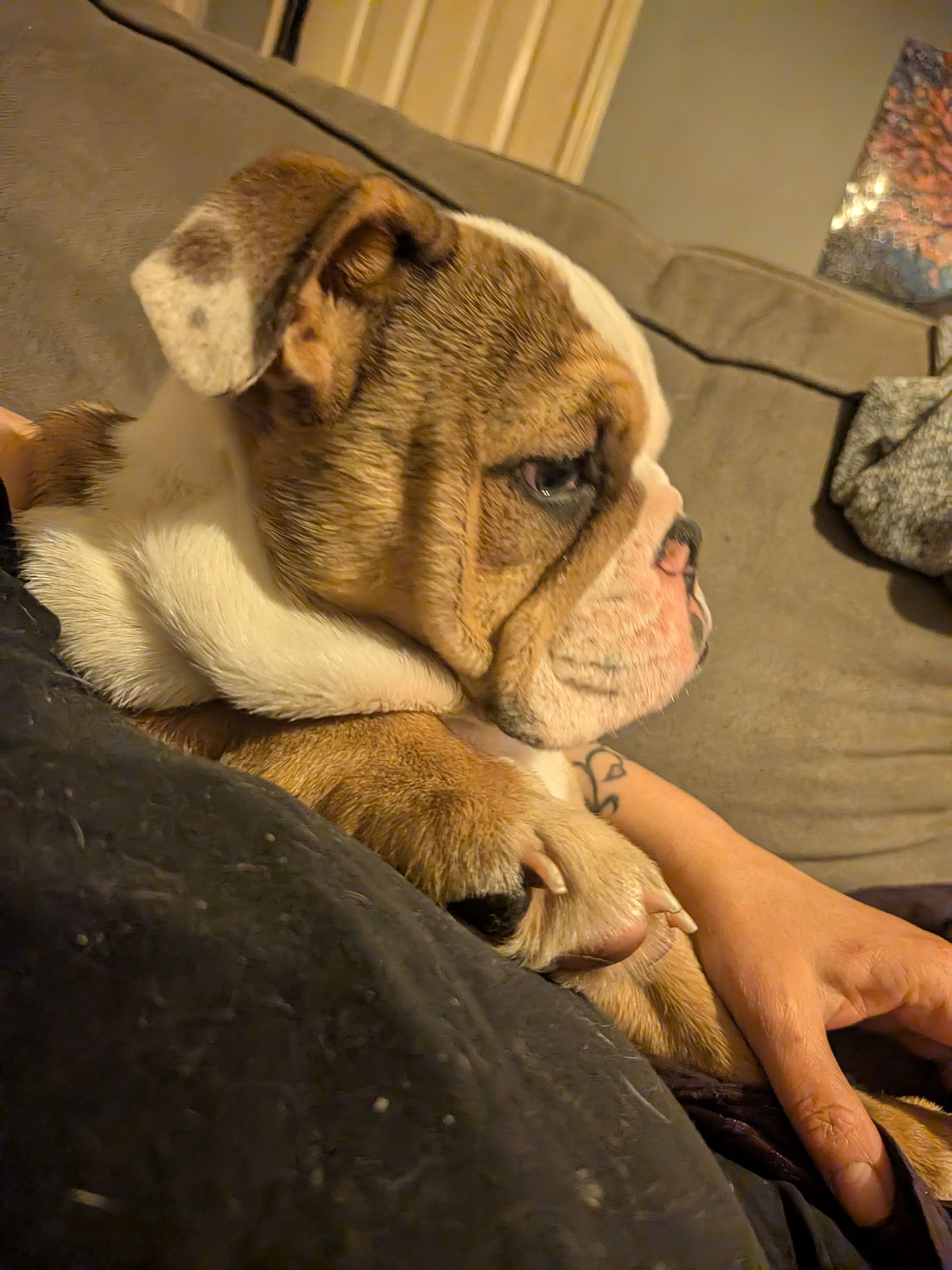 Baby  – English Bulldog puppy for sale in Whiteland, IN