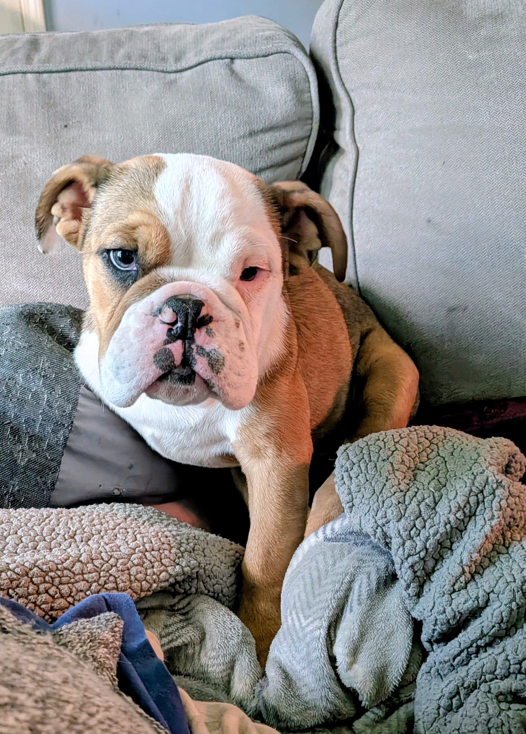 Baby  – English Bulldog puppy for sale in Whiteland, IN