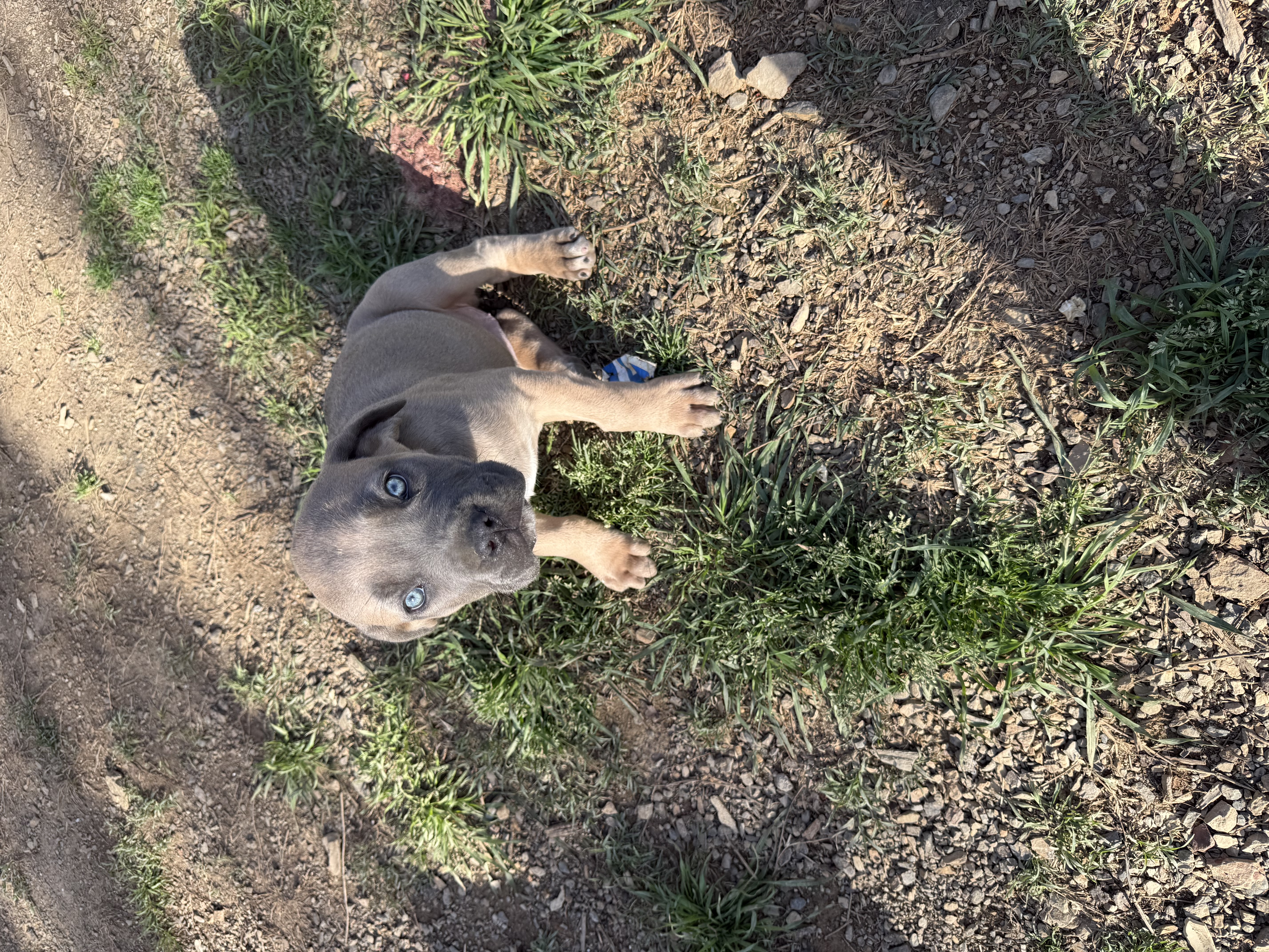 Beauty – Cane Corso puppy for sale in Conway, AR