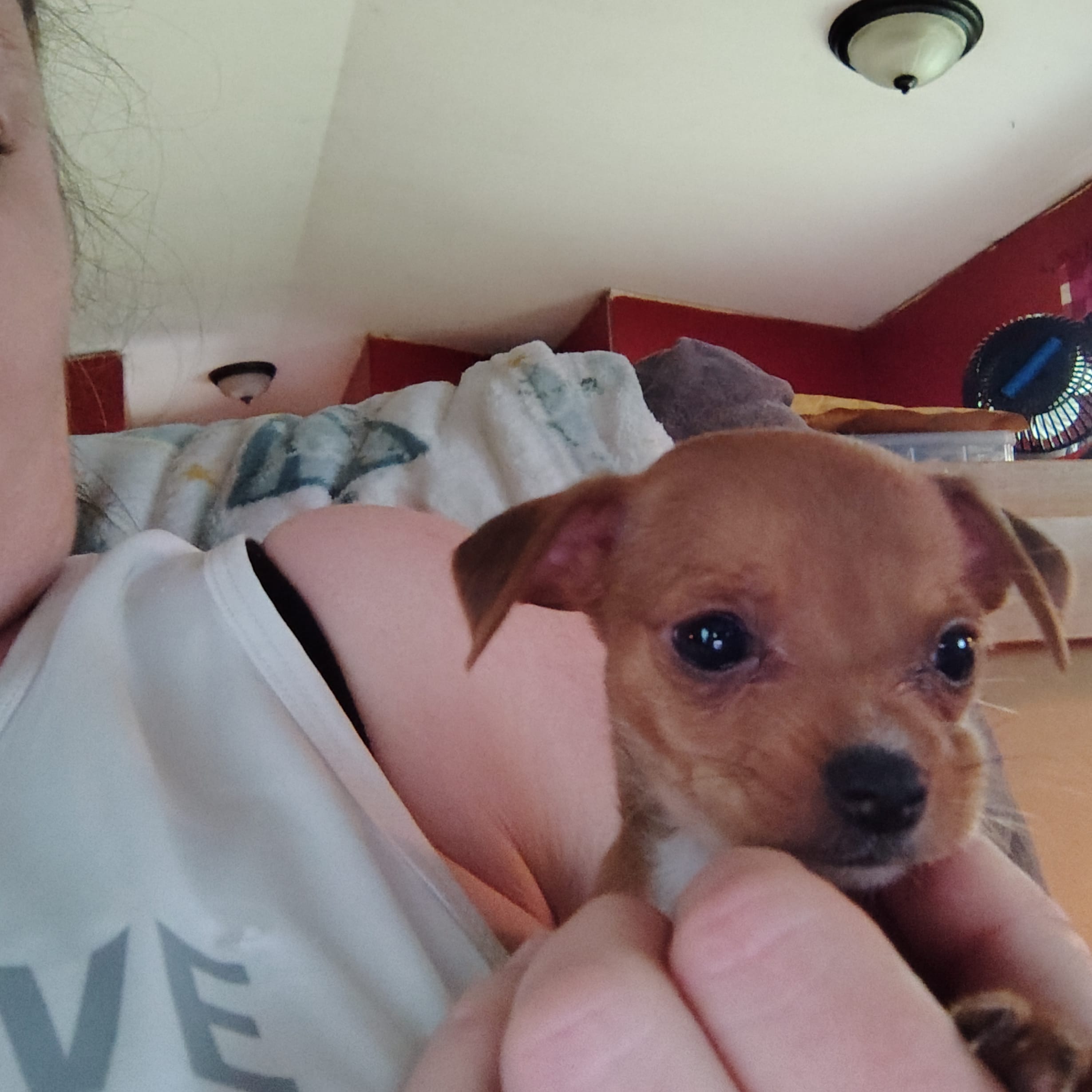 Rooster – Chihuahua puppy for sale in Spencer, IN