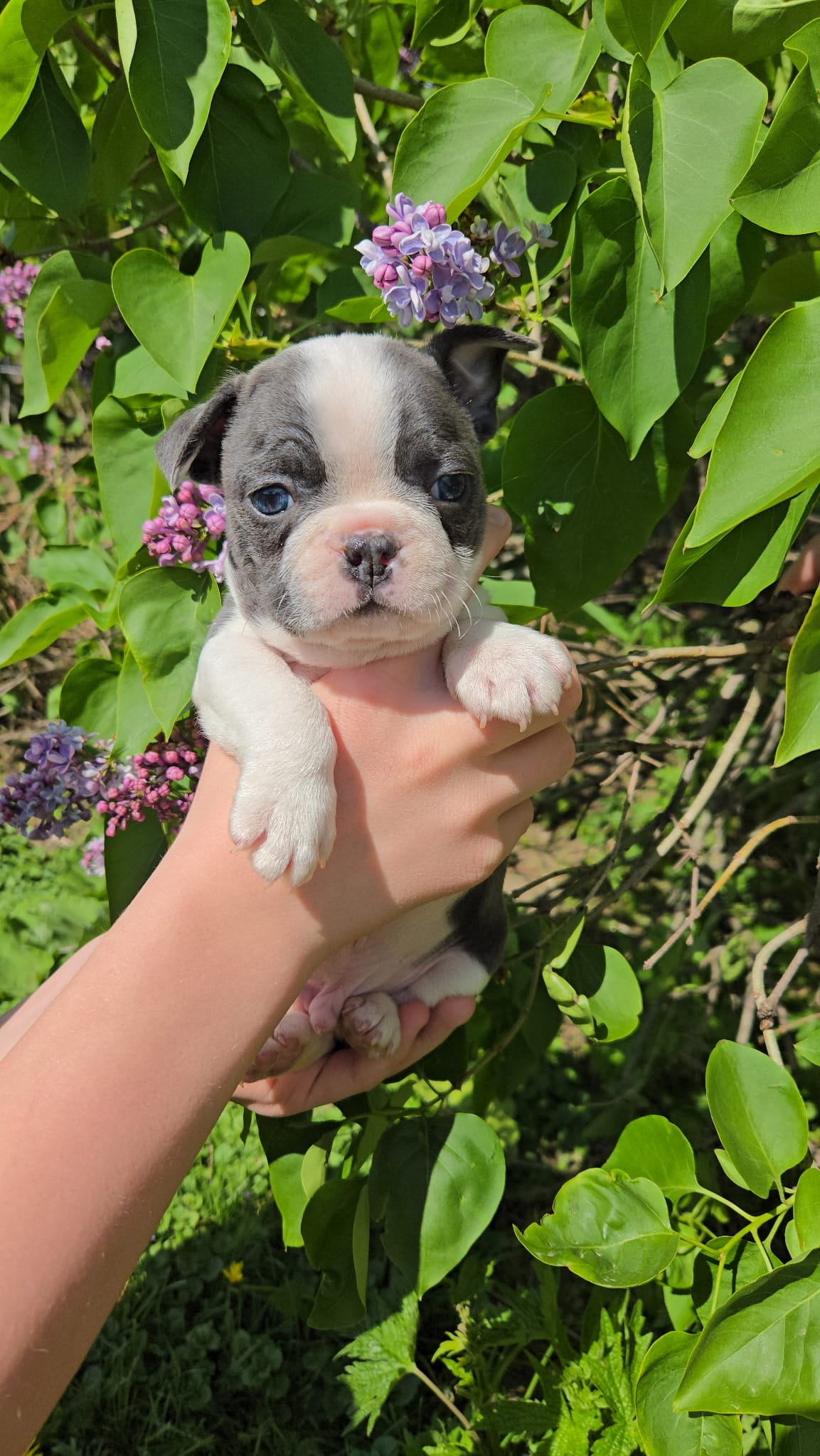 Cosmopolitan  – Boston Terrier, French Bulldog puppy for sale in Birch Run, MI