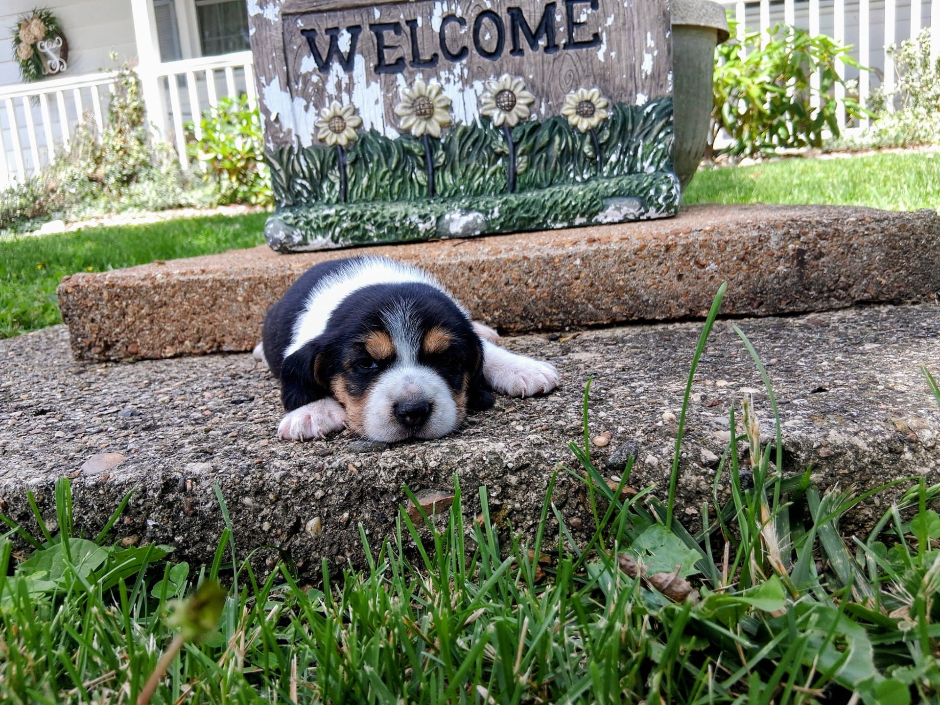 LUNA – Beagle puppy for sale in Nokomis, IL