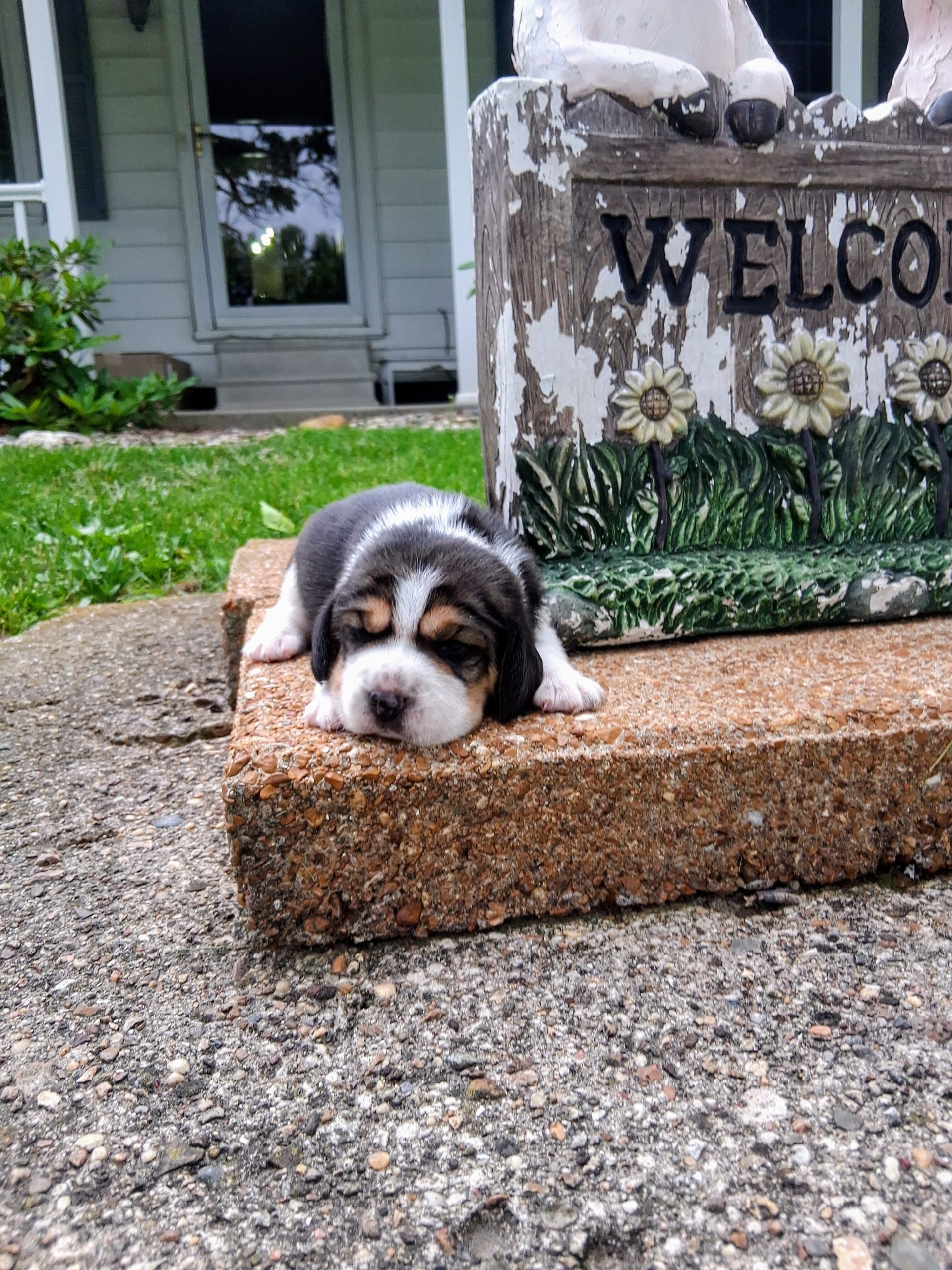 BETTY – Beagle puppy for sale in Nokomis, IL