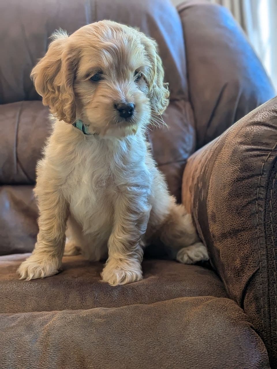 Archie – Cockapoo puppy for sale in North Rose, NY