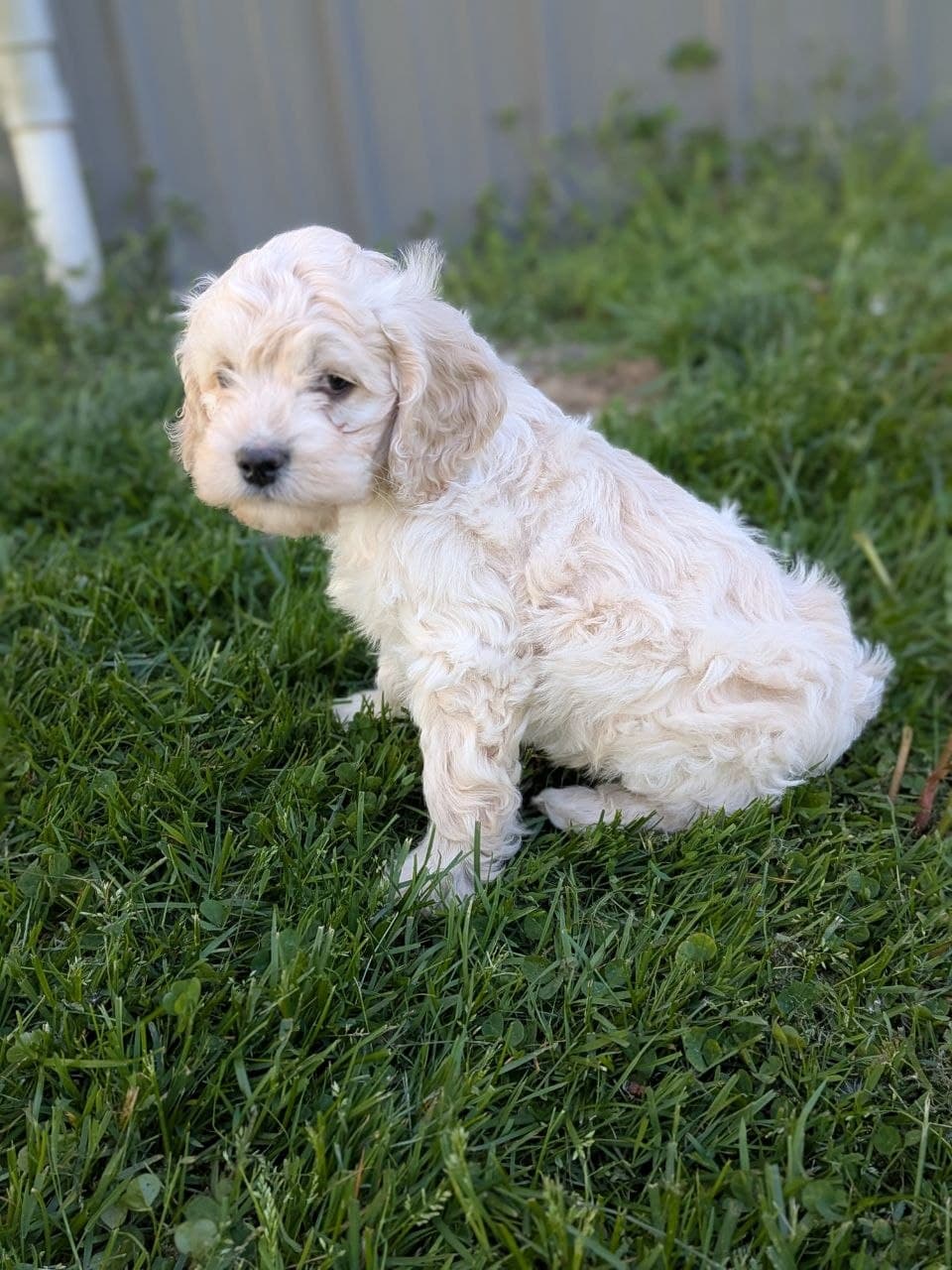Alfie – Cockapoo puppy for sale in North Rose, NY