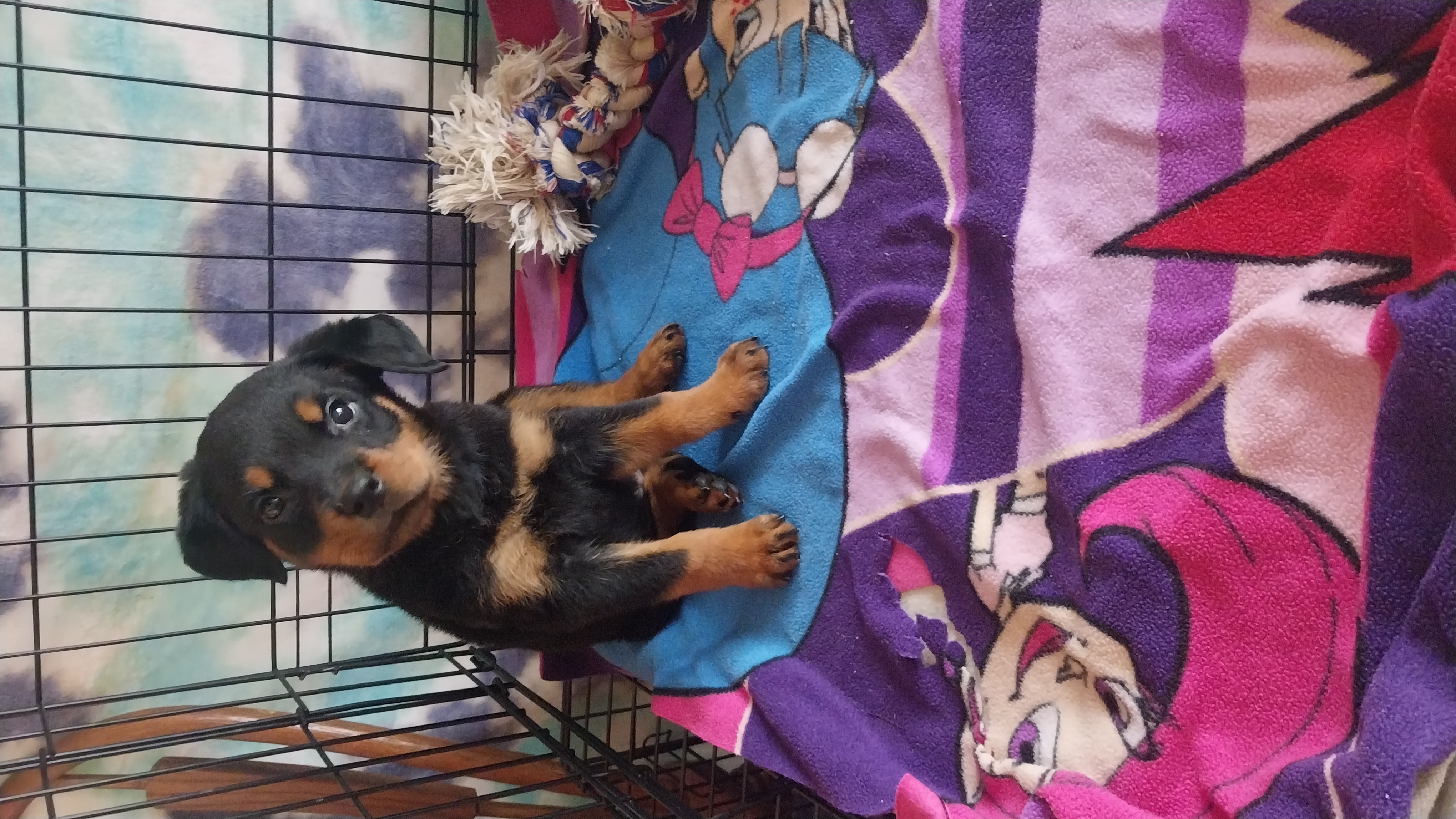 Sapphire – Rottweiler puppy for sale in Chagrin Falls, OH