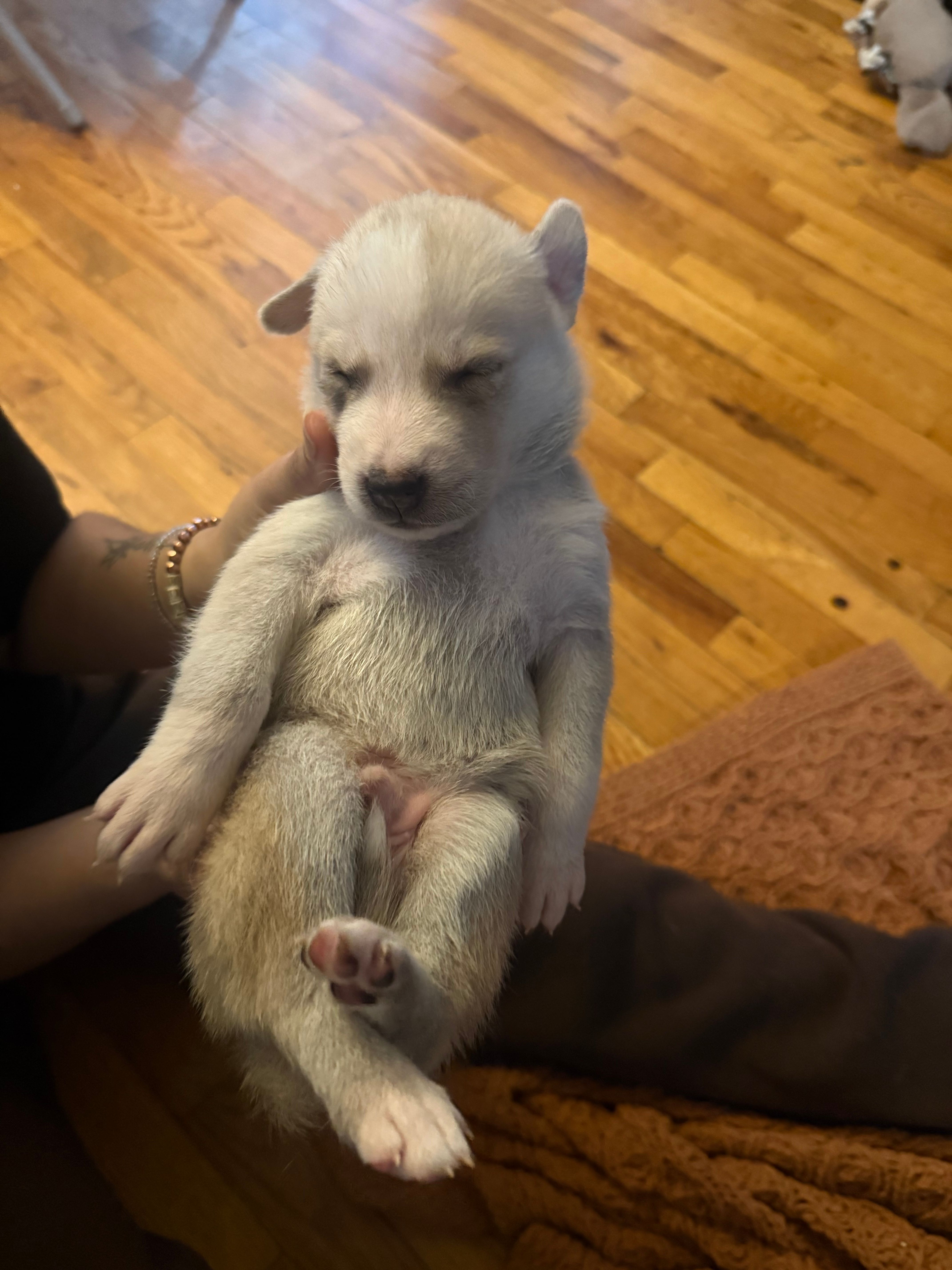 Pitsky for sale – Siberian Husky, American Pit Bull Terrier puppy for sale in New York City, NY