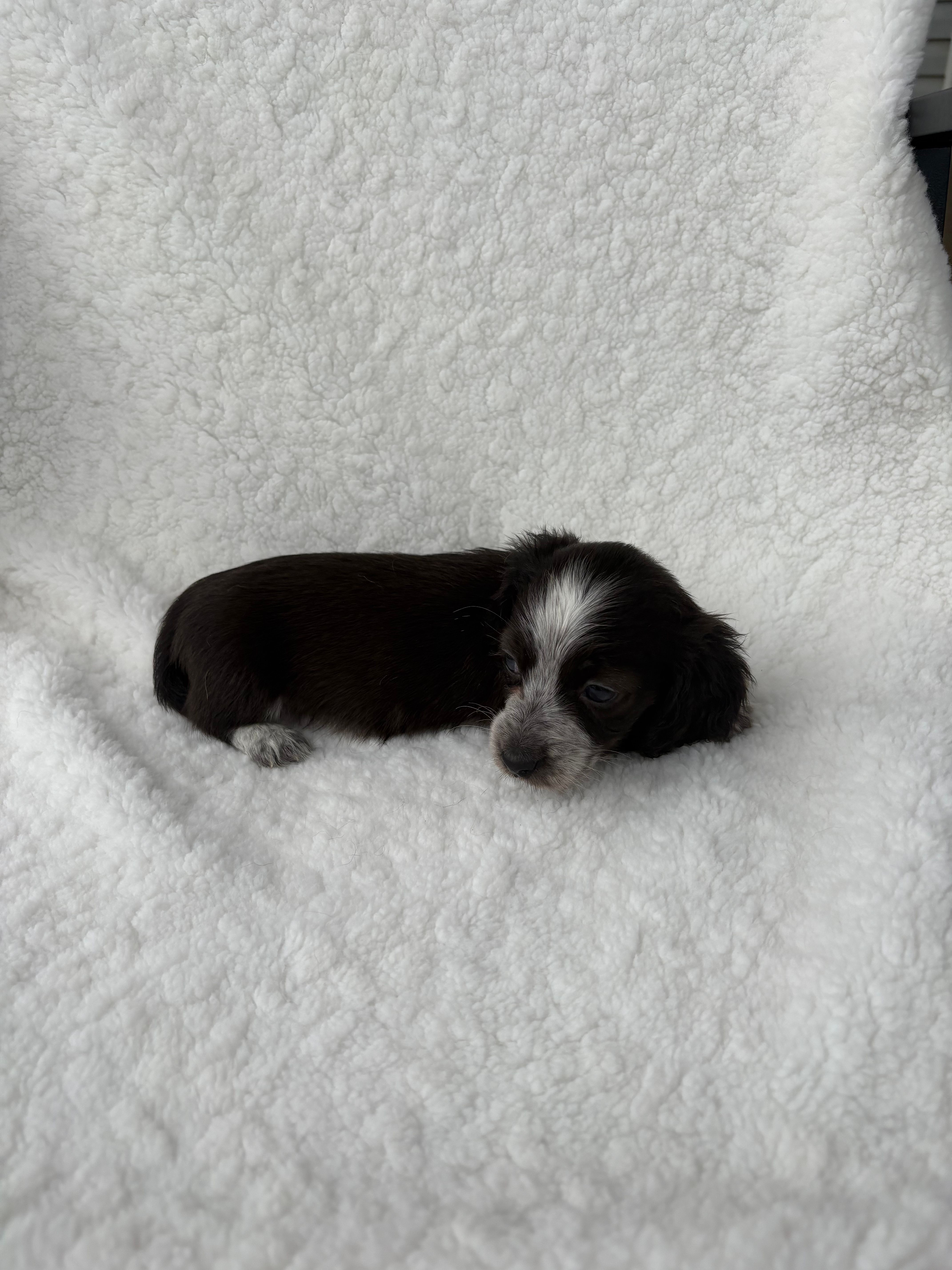 Sarah – Miniature Dachshund puppy for sale in Athens, AL