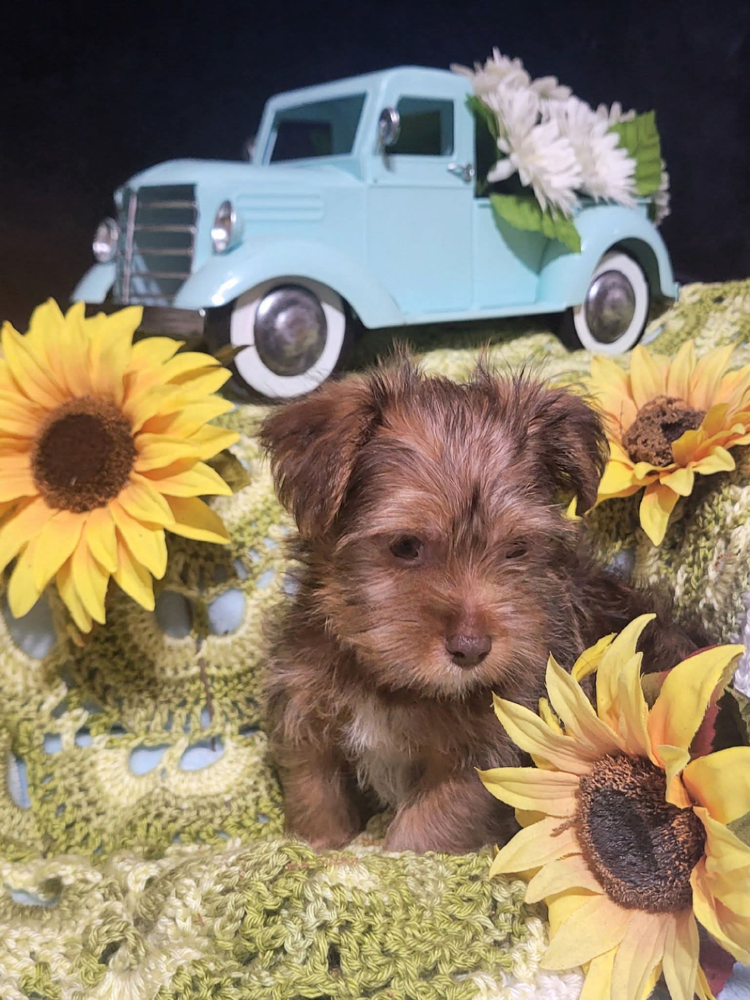 Benjy – Yorkshire Terrier, Shorkie puppy for sale in Perry, GA