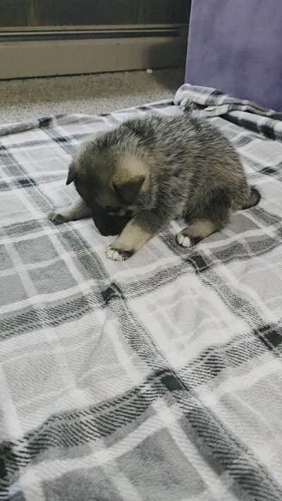 PINK collar, a female Alaskan Malamute and Norwegian Elkhound for sale in King George, VA – 2 of 4