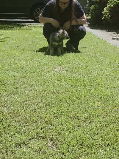 PURPLE collar, a female Alaskan Malamute and Norwegian Elkhound for sale in King George, VA – 5 of 5