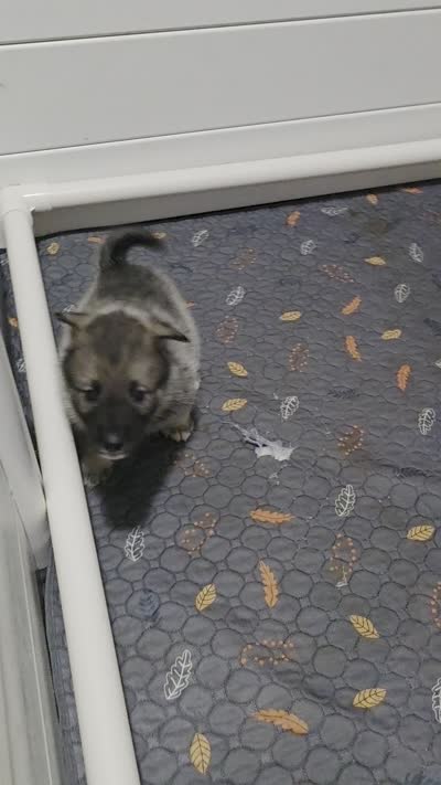 PINK collar, a female Alaskan Malamute and Norwegian Elkhound for sale in King George, VA – 3 of 4
