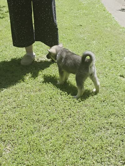 YELLOW collar, a female Alaskan Malamute and Norwegian Elkhound for sale in King George, VA – 4 of 4