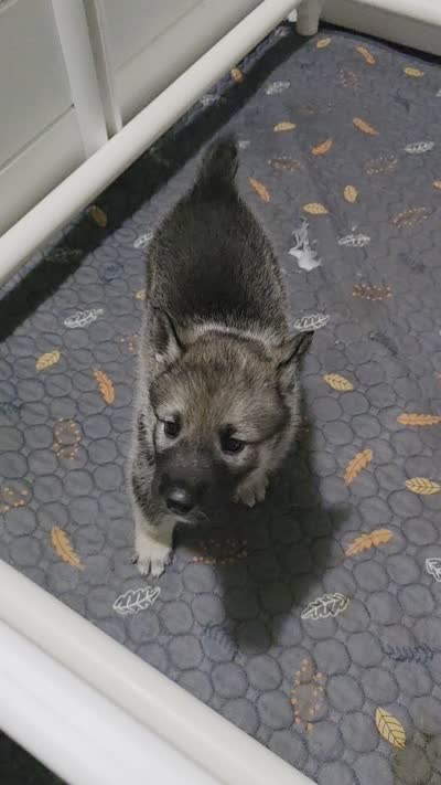 PURPLE collar, a female Alaskan Malamute and Norwegian Elkhound for sale in King George, VA – 4 of 5