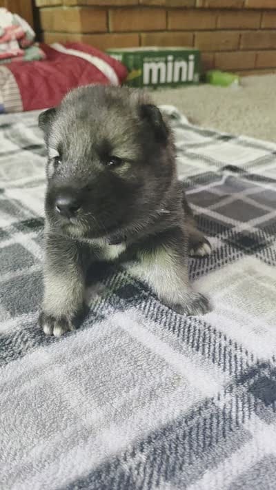 PURPLE collar, a female Alaskan Malamute and Norwegian Elkhound for sale in King George, VA – 2 of 5